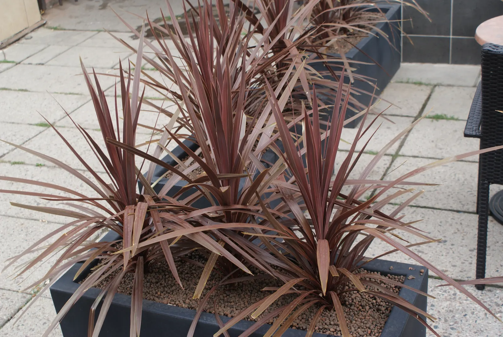 Australian Dracaena (Cordyline Australis) — giving a palm-like appearance.<br><br>Cordyline australis blooms in early summer; hardy to USDA Zone 9, it thrives
