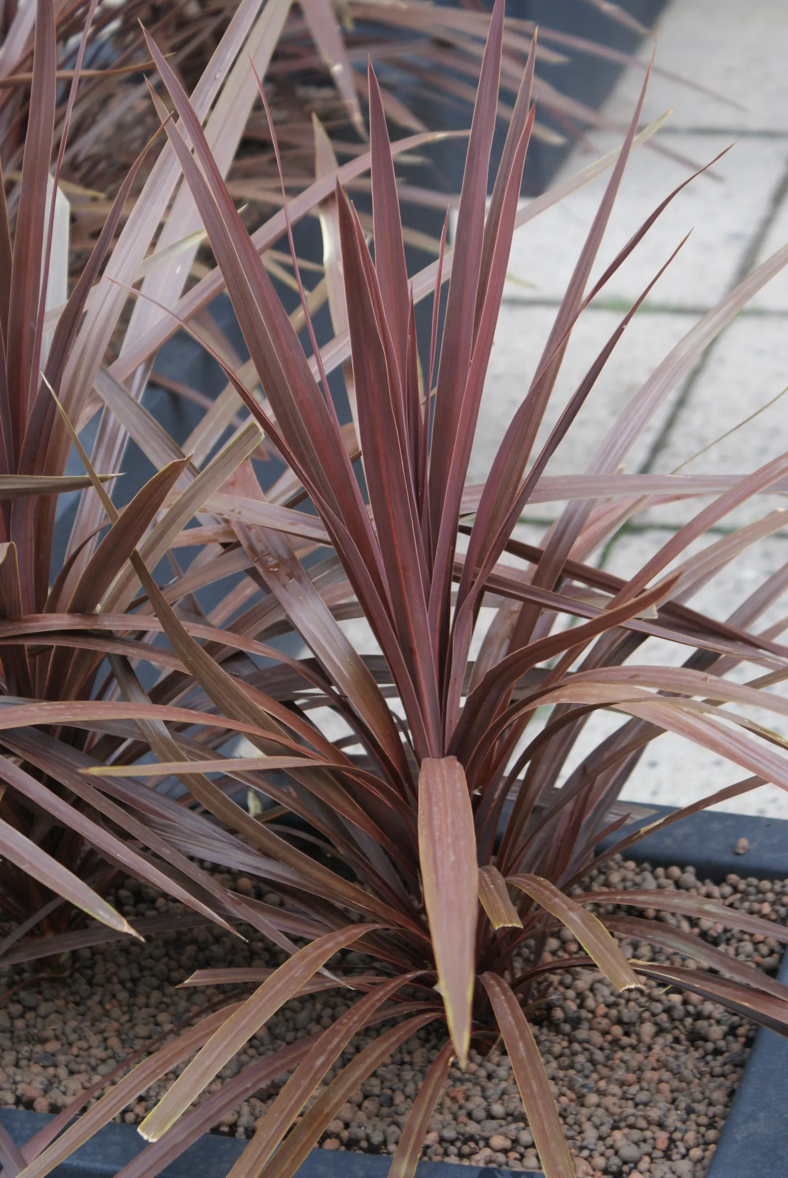 Australian Dracaena (Cordyline Australis) — The Australian Dracaena is reasonably drought tolerant once established; bringing striking vertical, image 67
