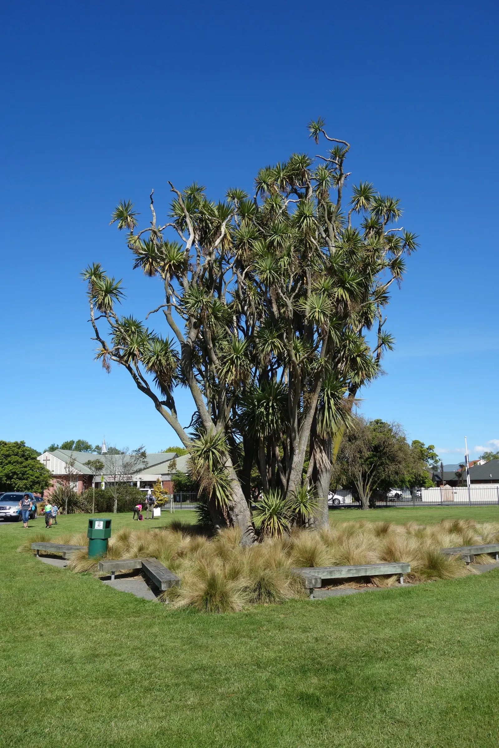 Australian Dracaena (Cordyline Australis) — giving a palm-like appearance.<br><br>Cordyline australis blooms in early summer; hardy to USDA Zone 9, image 87