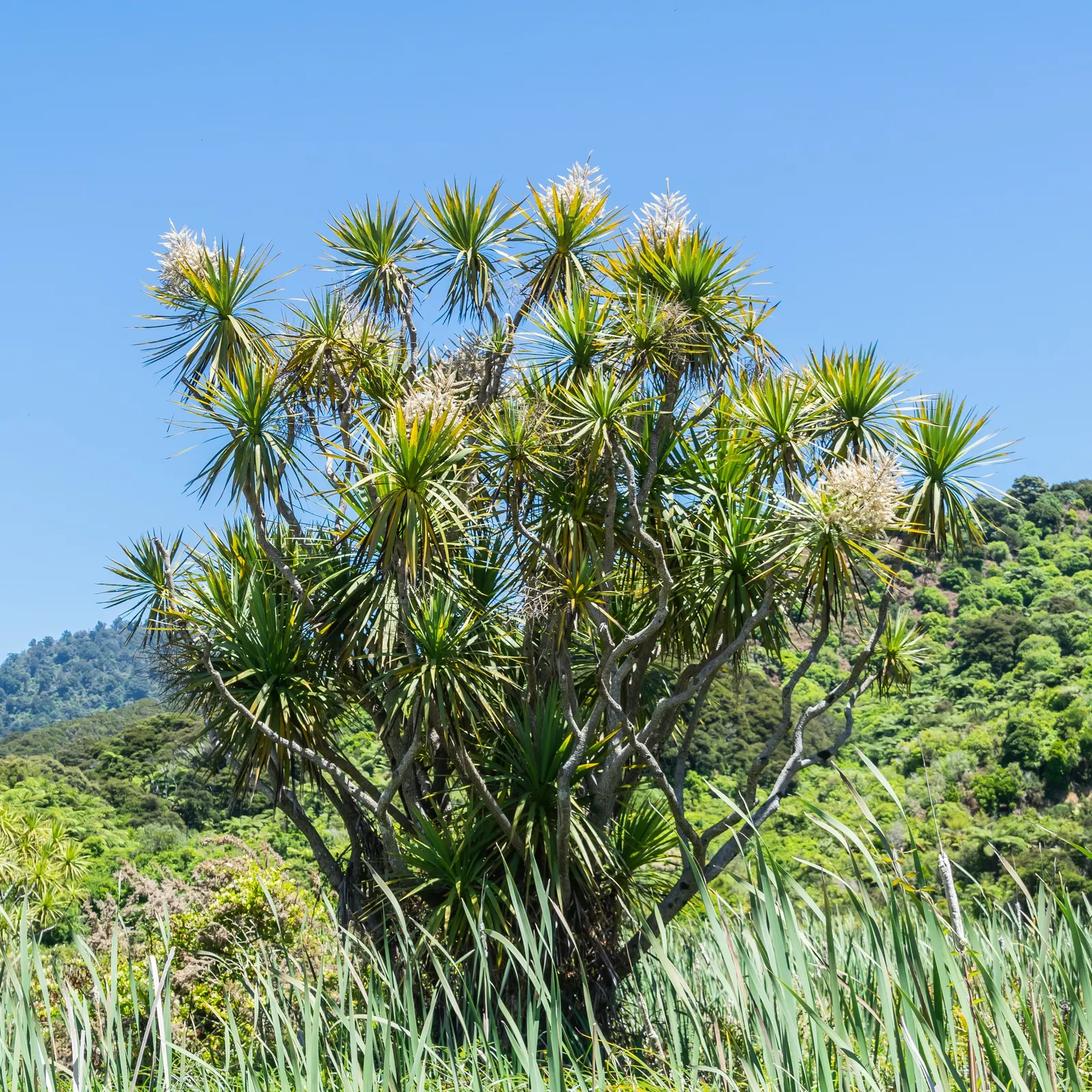 Australian Dracaena (Cordyline Australis) — The leaves' arching nature forms an elegant canopy approximately 6 to 10 feet wide at maturity; tree, image 62