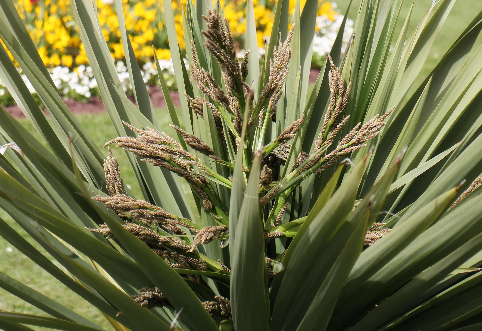 Australian Dracaena (Cordyline Australis) — bringing striking vertical interest to any landscape design; the Australian Dracaena is reasonably drought tolerant