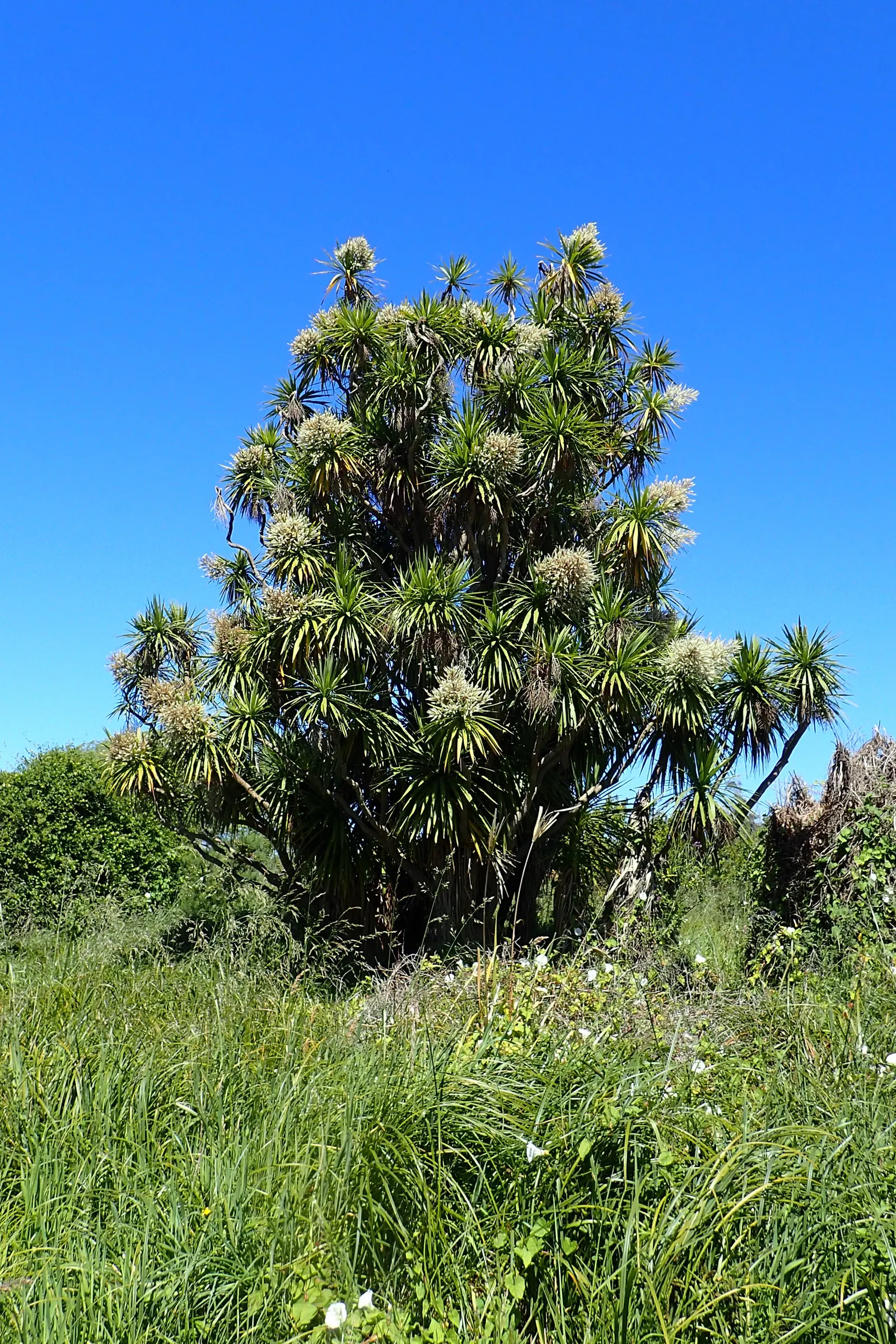 Australian Dracaena (Cordyline Australis) — best suited as a focal point or grouped to create a dramatic effect