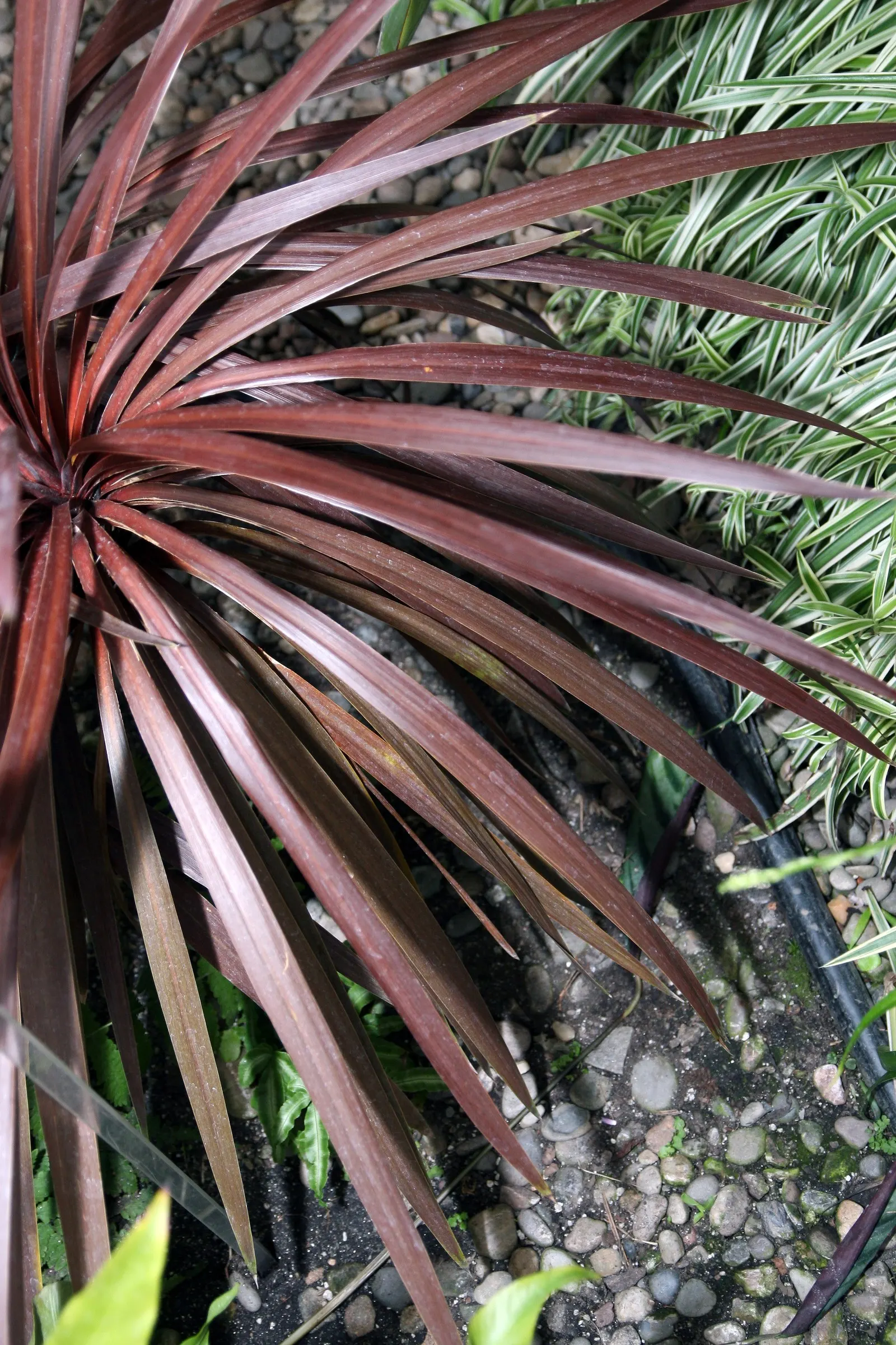 Australian Dracaena (Cordyline Australis) — consider its height and architectural form; sweetly-scented flowers that are a magnet for a variety of pollinators