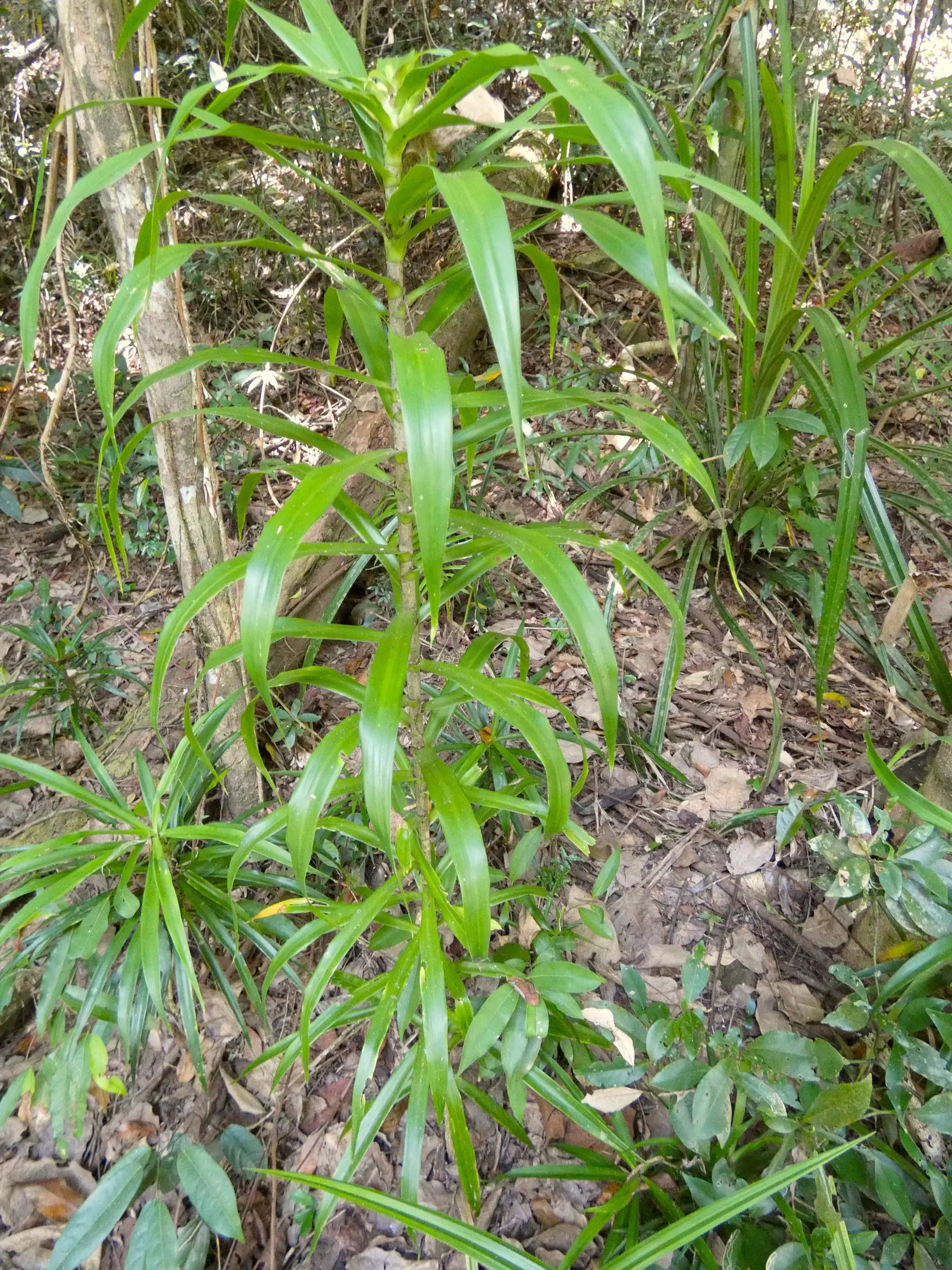 Australian Dracaena (Cordyline Australis) — tree with white blooms; the leaves' arching nature forms an elegant canopy approximately 6 to 10 feet, image 71