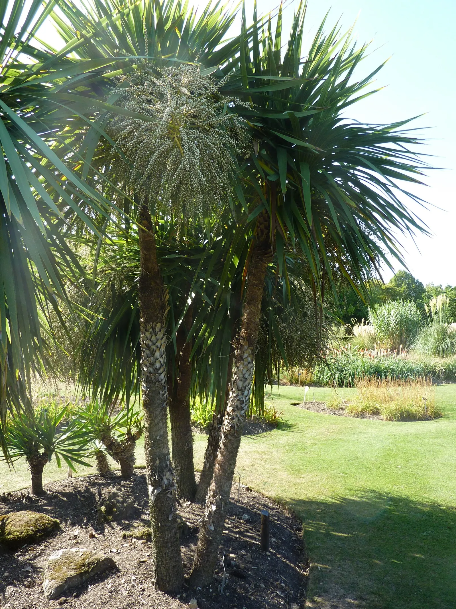Australian Dracaena (Cordyline Australis) — giving a palm-like appearance.<br><br>Cordyline australis blooms in early summer; hardy to USDA Zone 9, image 63