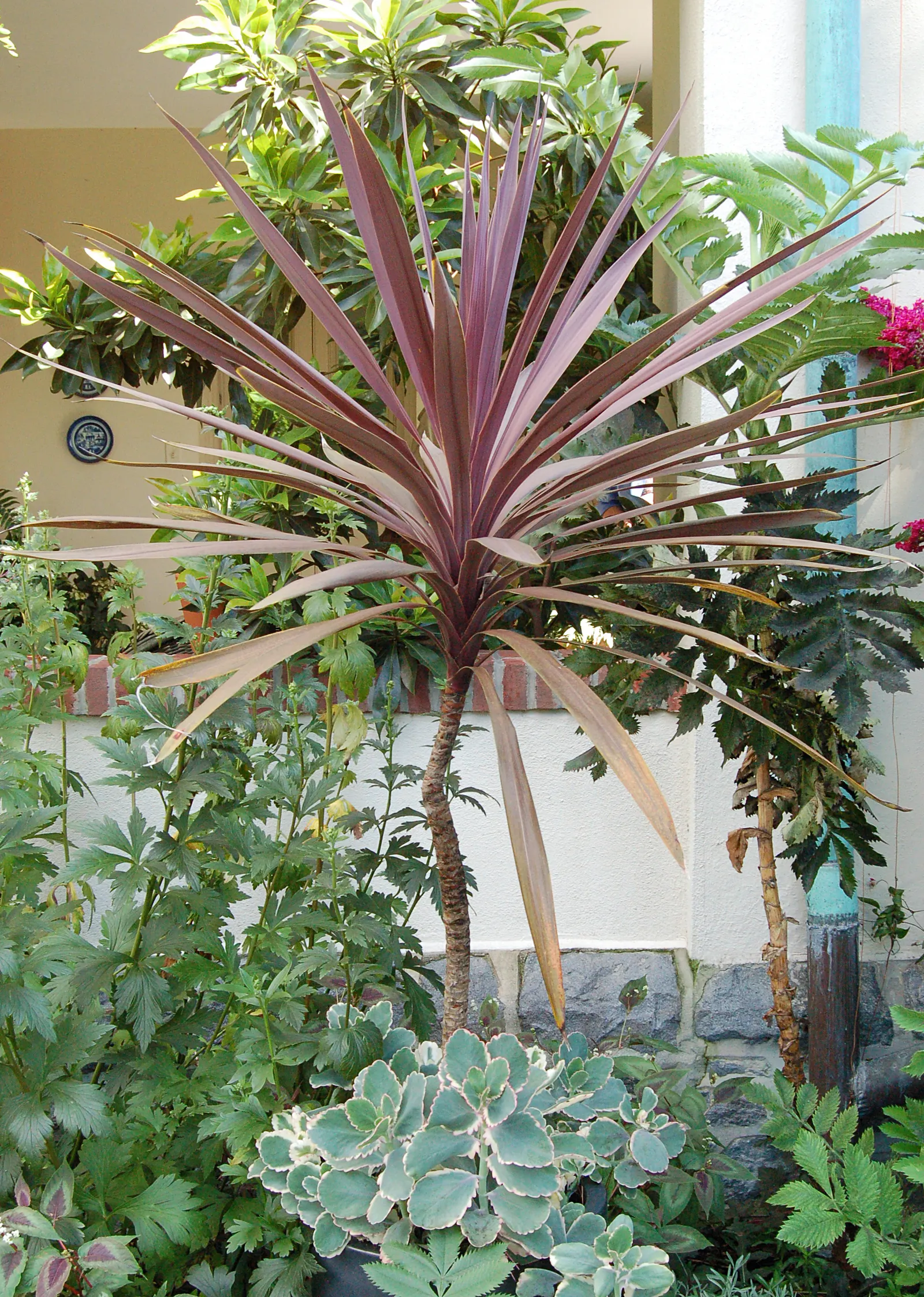 Australian Dracaena (Cordyline Australis) — Mature specimens can reach heights of 20 to 33 feet with a spread of 6 to 10 feet; blade-like leaves, image 74