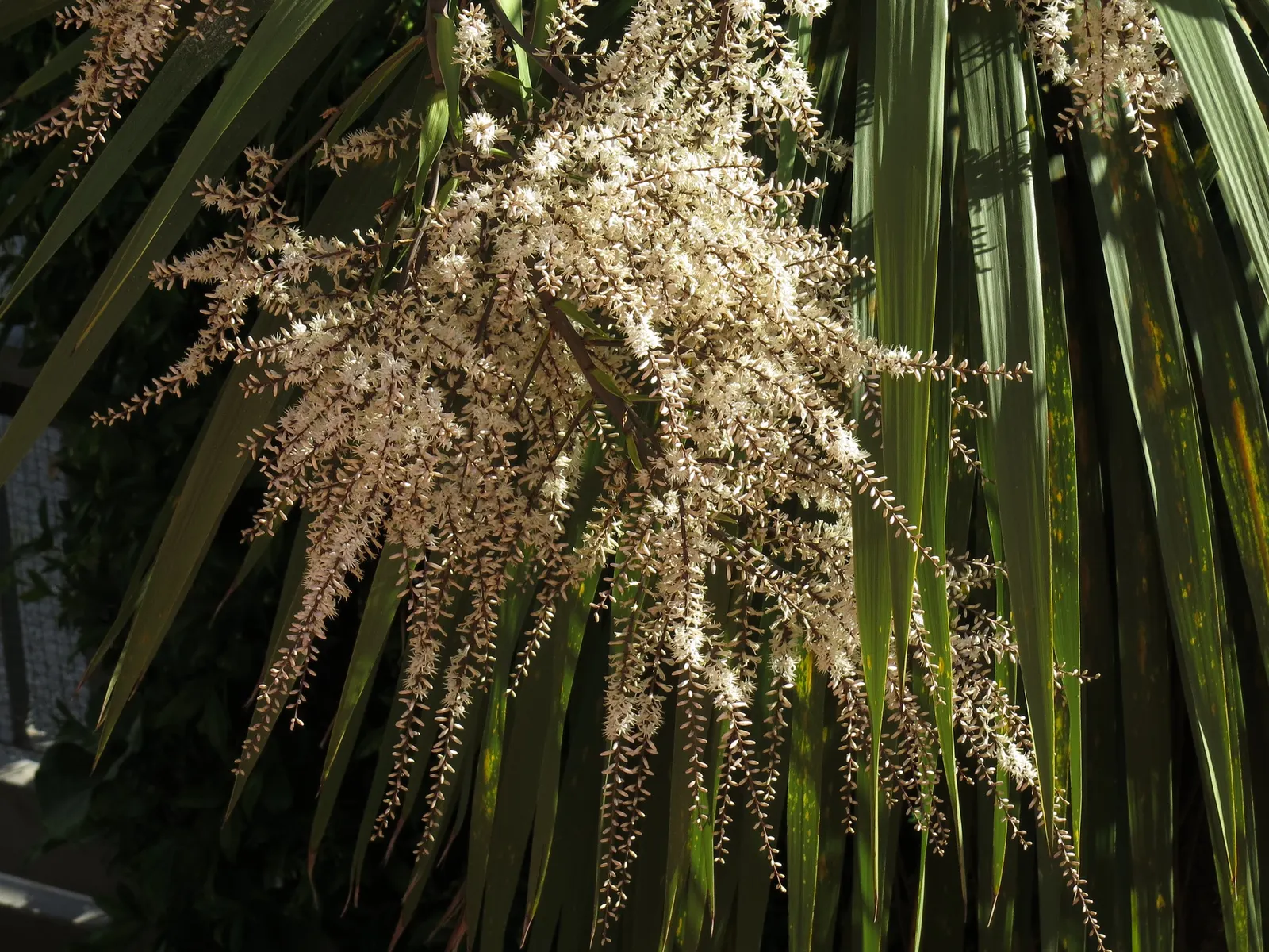 Australian Dracaena (Cordyline Australis) — The Australian Dracaena, or Cordyline australis, is a striking, palm-like tree; its sword-shaped leaves, image 97