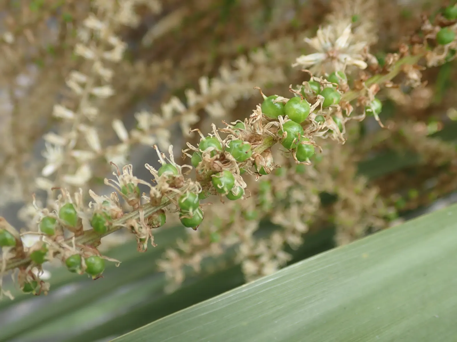 Australian Dracaena (Cordyline Australis) — producing panicles of white; and can extend about 2 to 3 feet in length and about 3 to 4 inches in width, image 88
