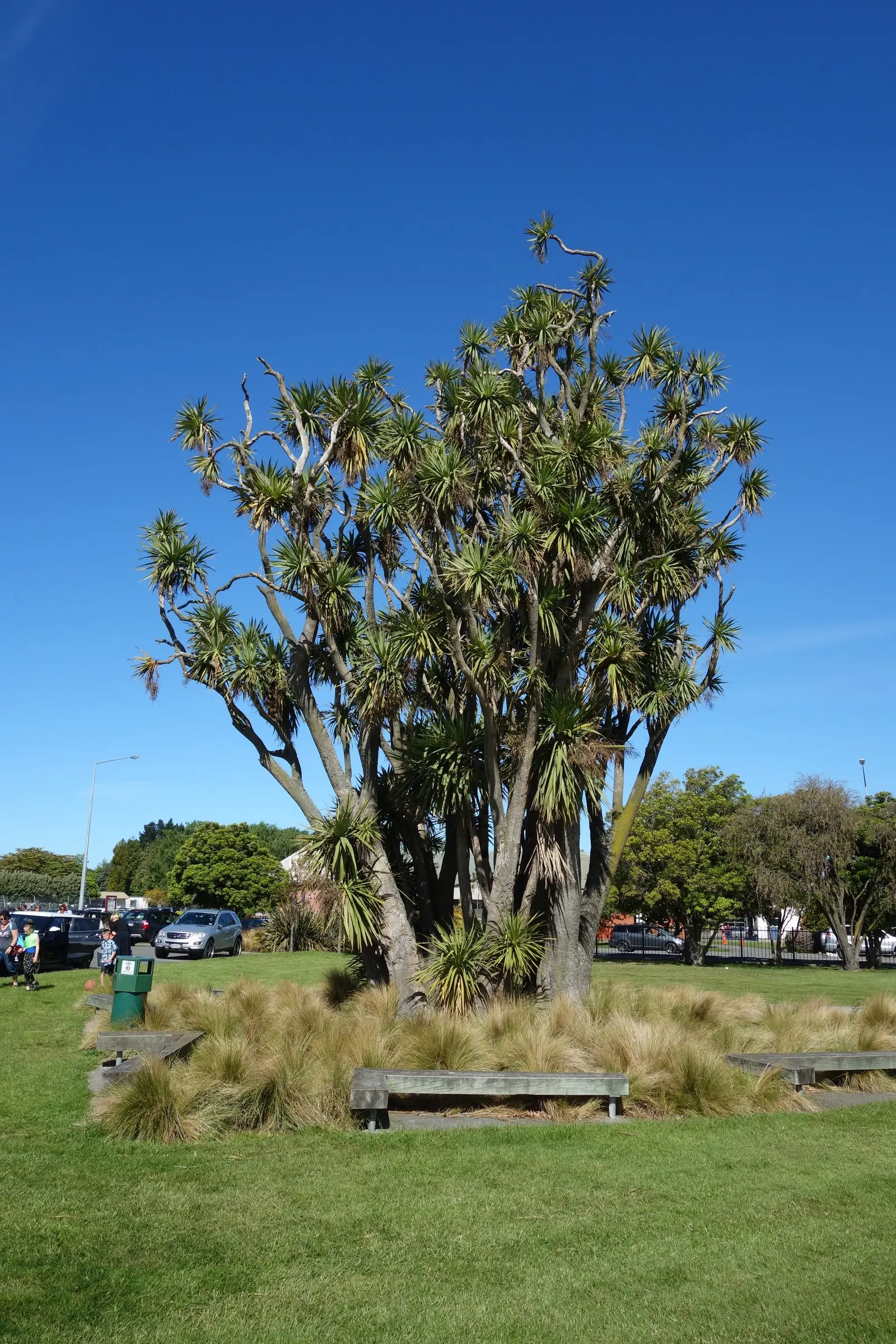 Australian Dracaena (Cordyline Australis) — Mature specimens can reach heights of 20 to 33 feet with a spread of 6 to 10 feet; blade-like leaves, image 98
