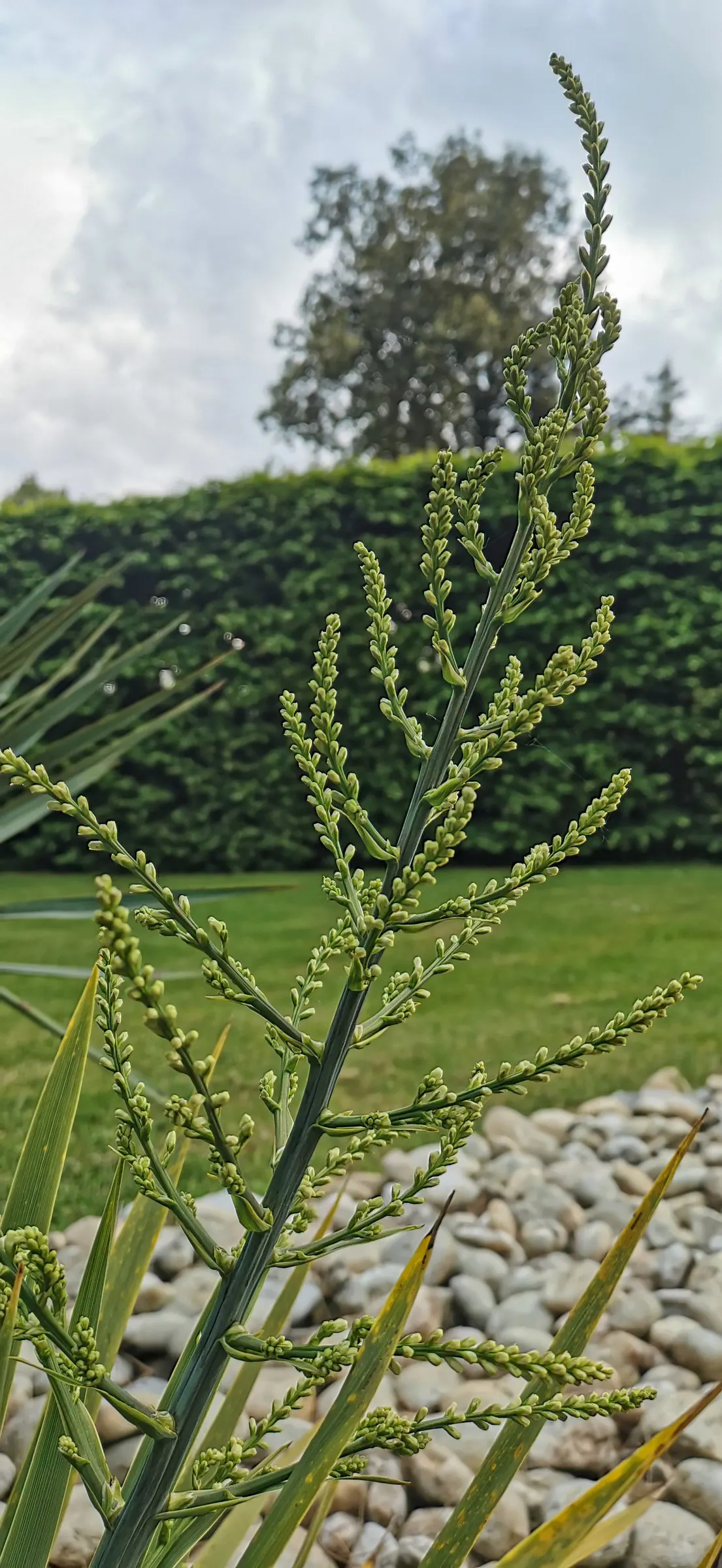 Australian Dracaena (Cordyline Australis) — best suited as a focal point or grouped to create a dramatic effect; tree for full