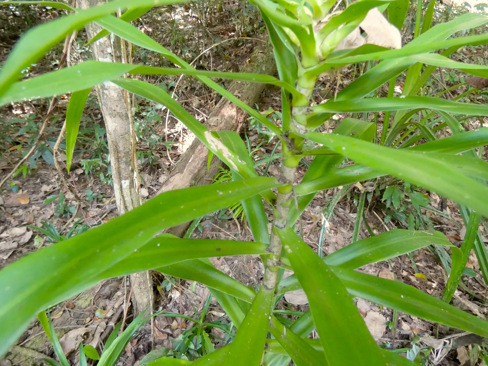 Australian Dracaena (Cordyline Australis) — The leaves' arching nature forms an elegant canopy approximately 6 to 10 feet wide at maturity; tree, image 86