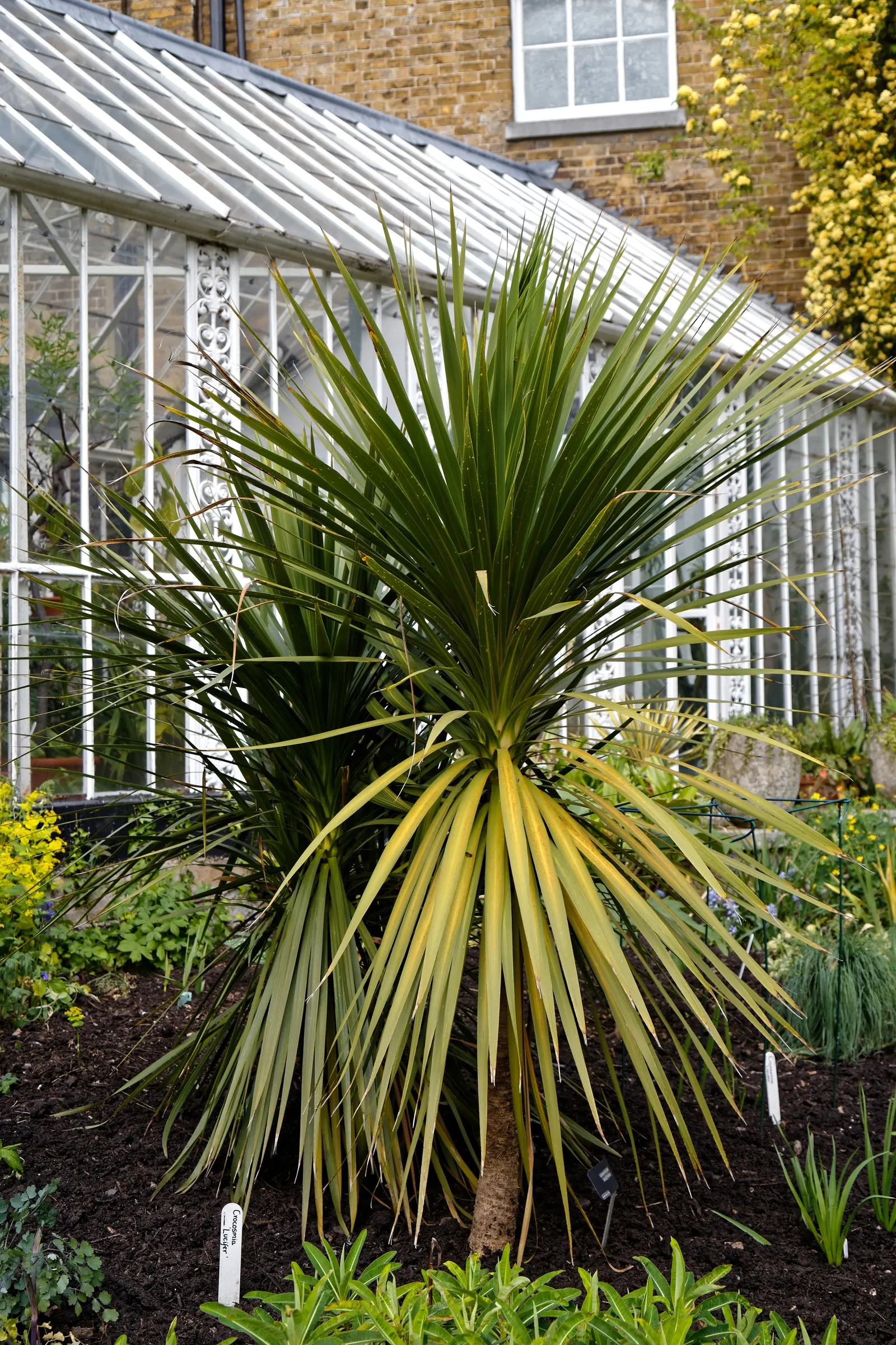 Australian Dracaena (Cordyline Australis) — The leaves' arching nature forms an elegant canopy approximately 6 to 10 feet wide at maturity