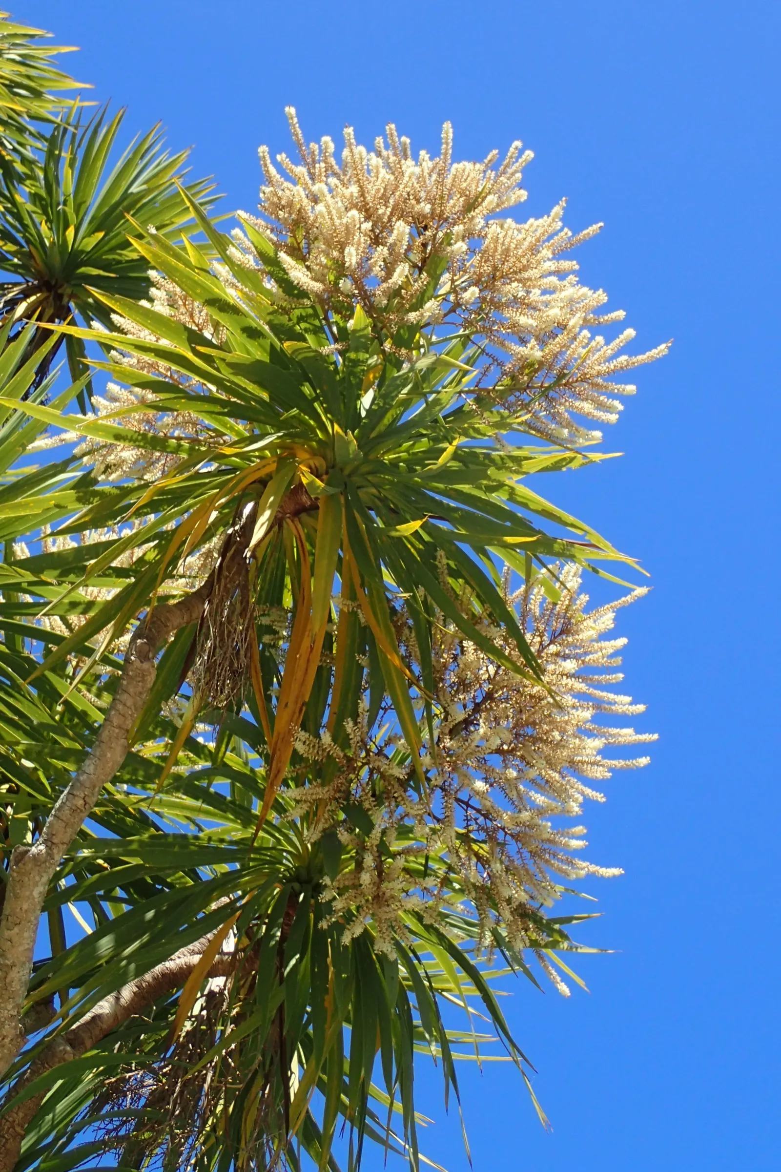 Australian Dracaena (Cordyline Australis) — Drought tolerance increases with maturity