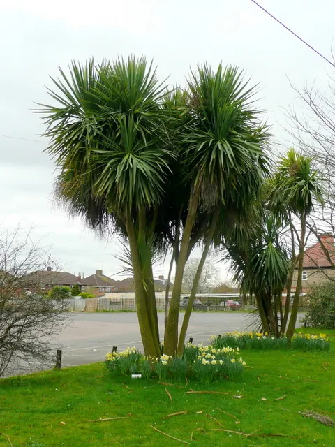Australian Dracaena (Cordyline Australis) — These leaves are typically deep green