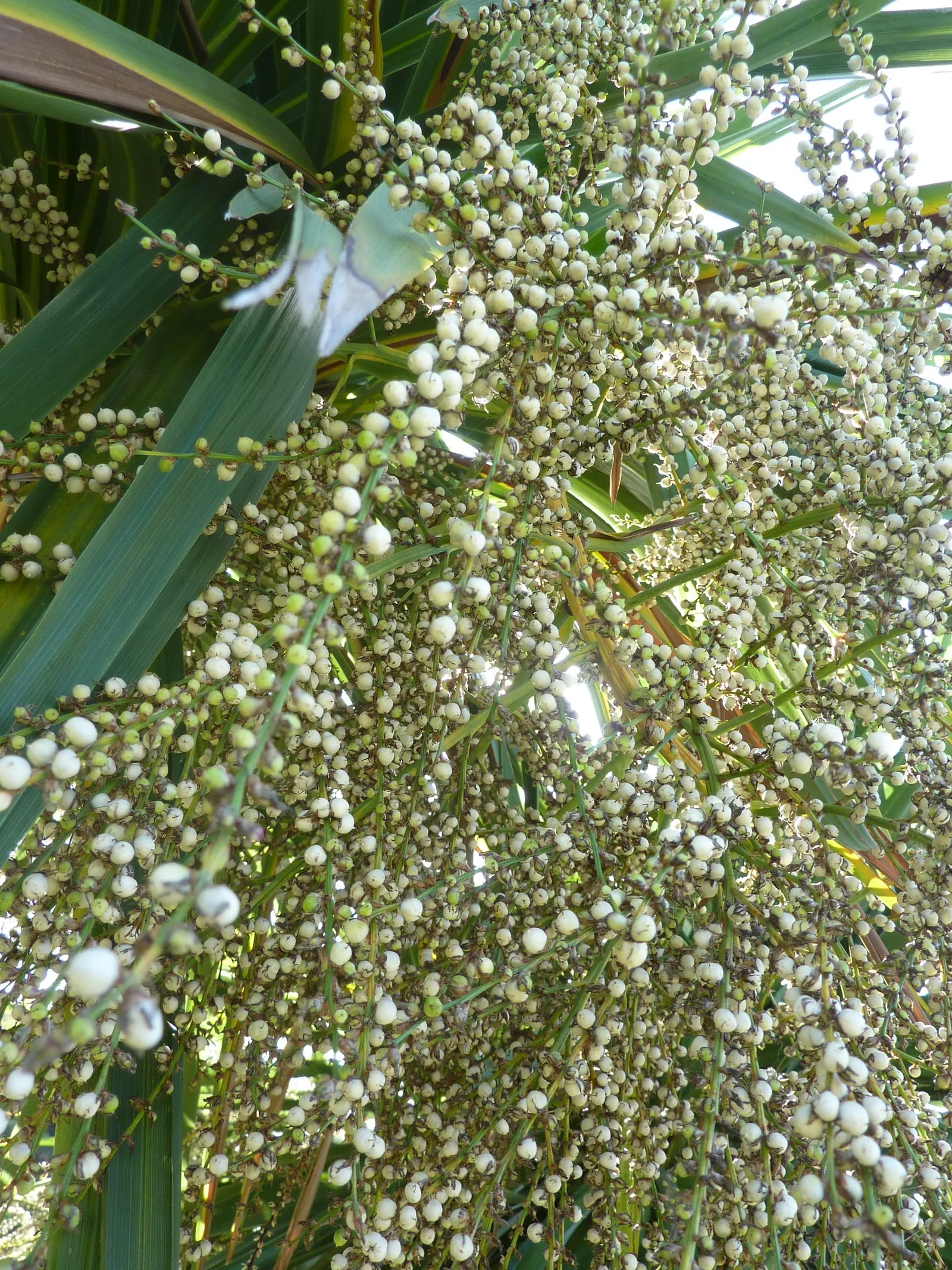 Australian Dracaena (Cordyline Australis) — Drought tolerance increases with maturity; white flowers in the garden
