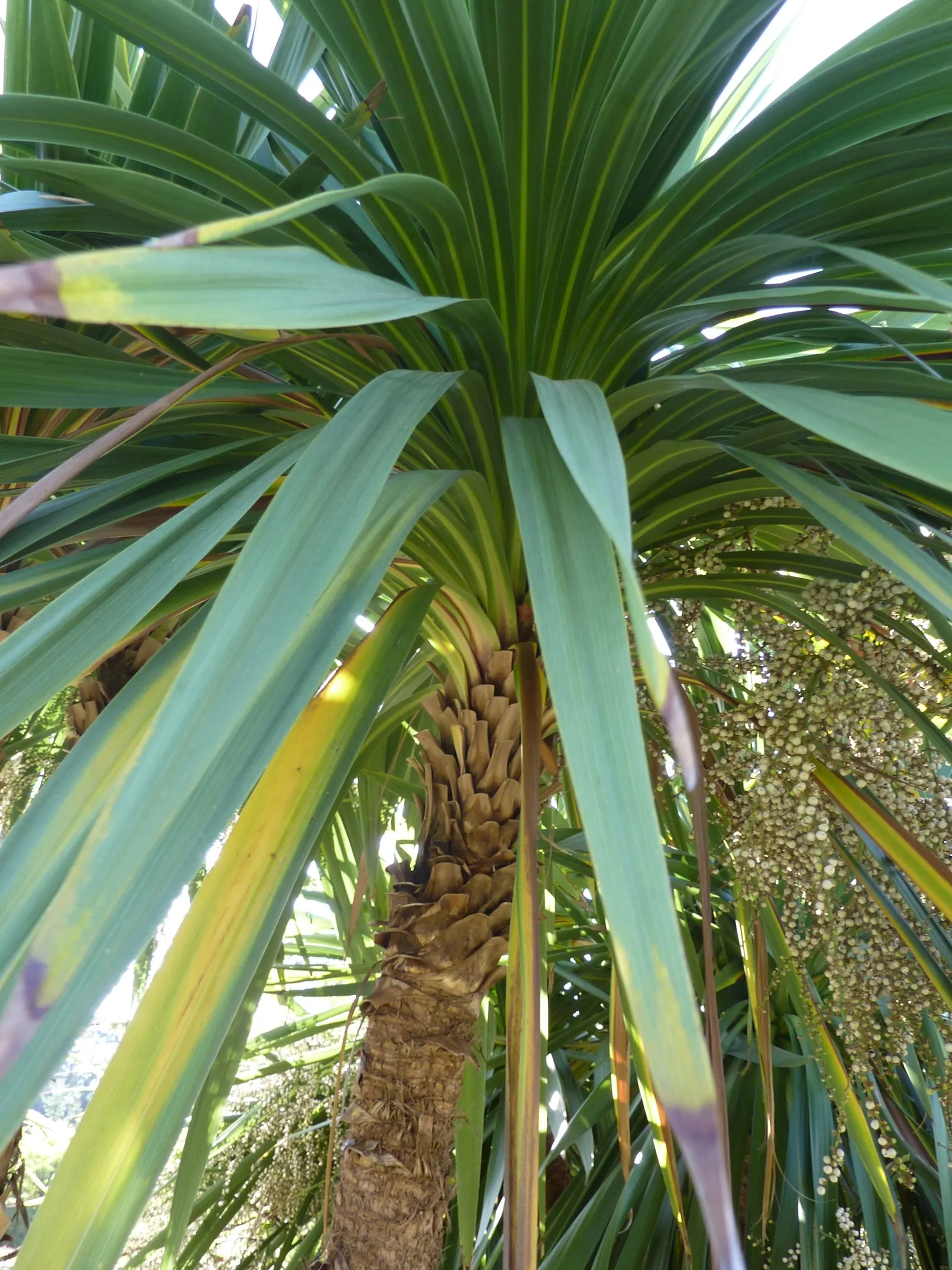 Australian Dracaena (Cordyline Australis) — Mature specimens can reach heights of 20 to 33 feet with a spread of 6 to 10 feet; blade-like leaves, image 50