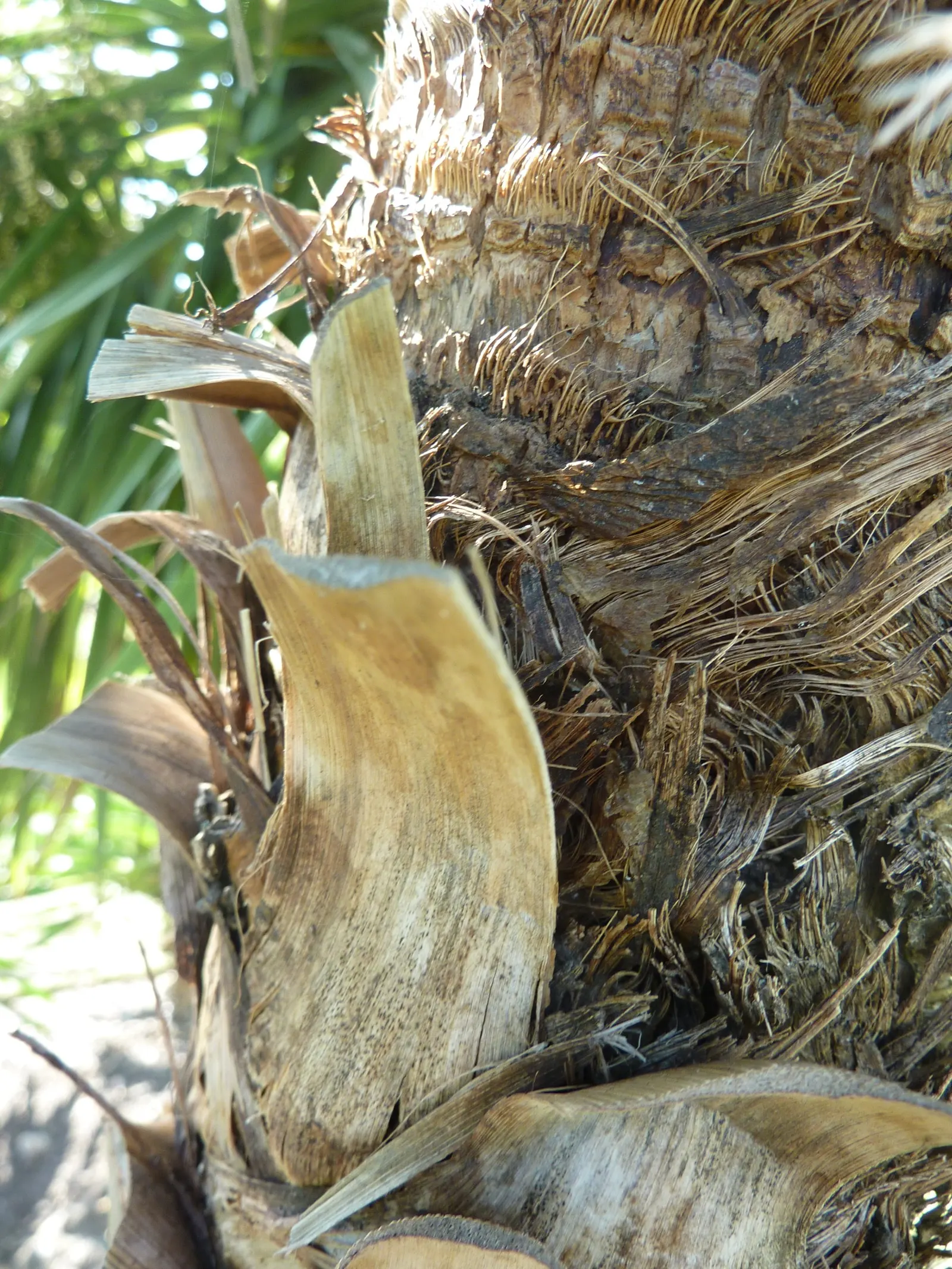 Australian Dracaena (Cordyline Australis) — The Australian Dracaena is reasonably drought tolerant once established; bringing striking vertical interest to any