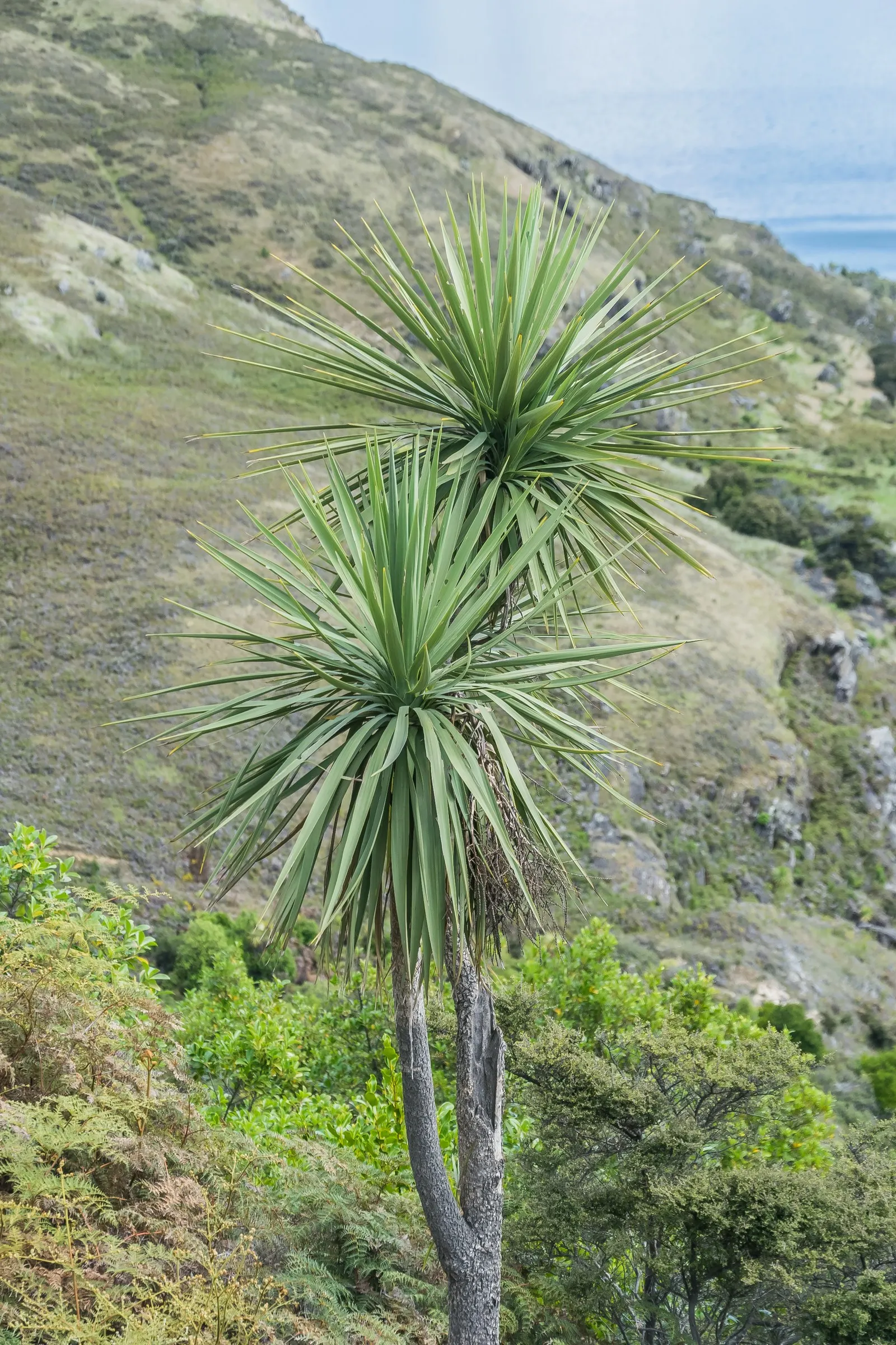 Australian Dracaena (Cordyline Australis) — The Australian Dracaena, or Cordyline australis, is a striking, palm-like tree; its sword-shaped leaves, image 49