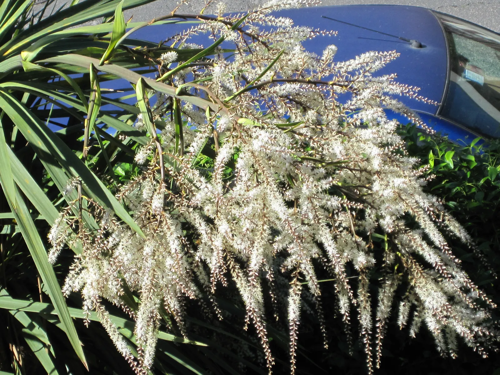 Australian Dracaena (Cordyline Australis) — The Australian Dracaena is reasonably drought tolerant once established; bringing striking vertical, image 91