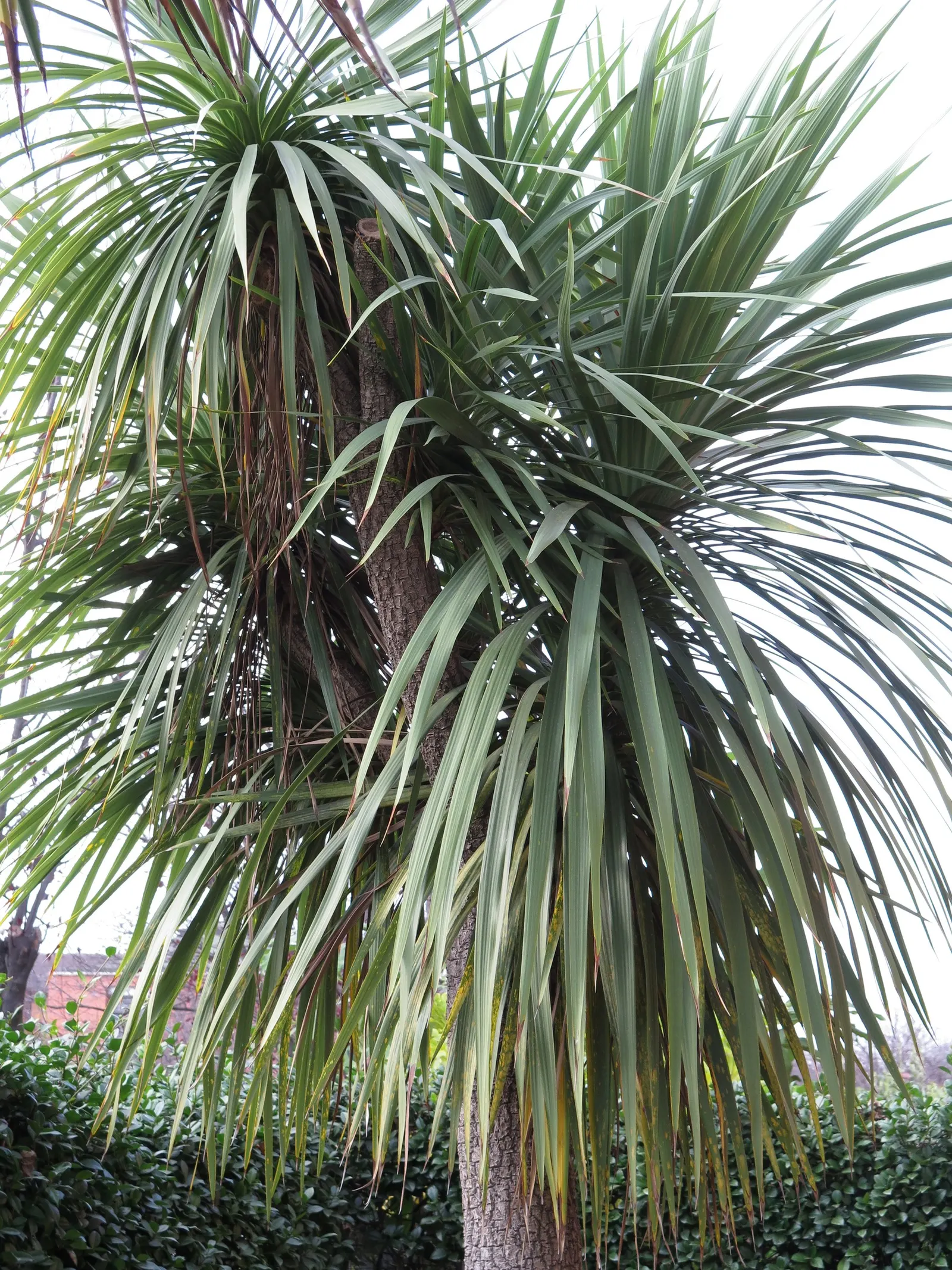 Australian Dracaena (Cordyline Australis) — The Australian Dracaena is reasonably drought tolerant once established