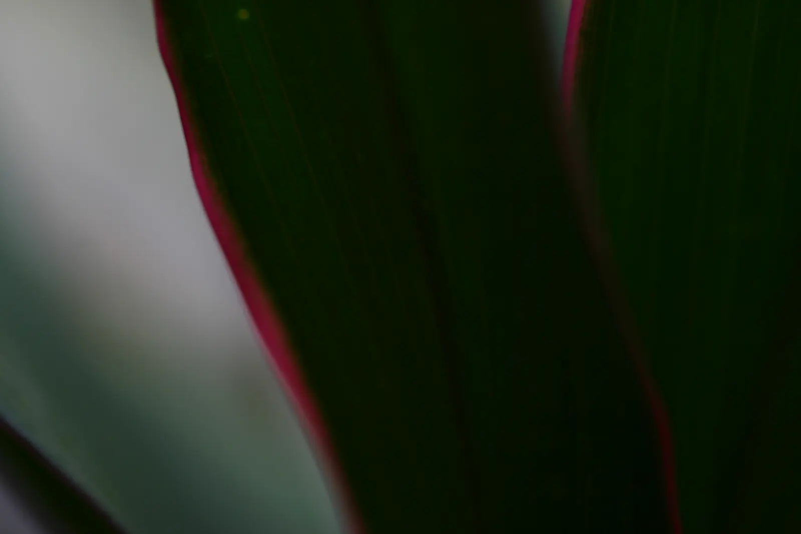 Australian Dracaena (Cordyline Australis) — Hardy to USDA Zone 9, it thrives in full sun to part shade and requires well-drained soil; giving a, image 78