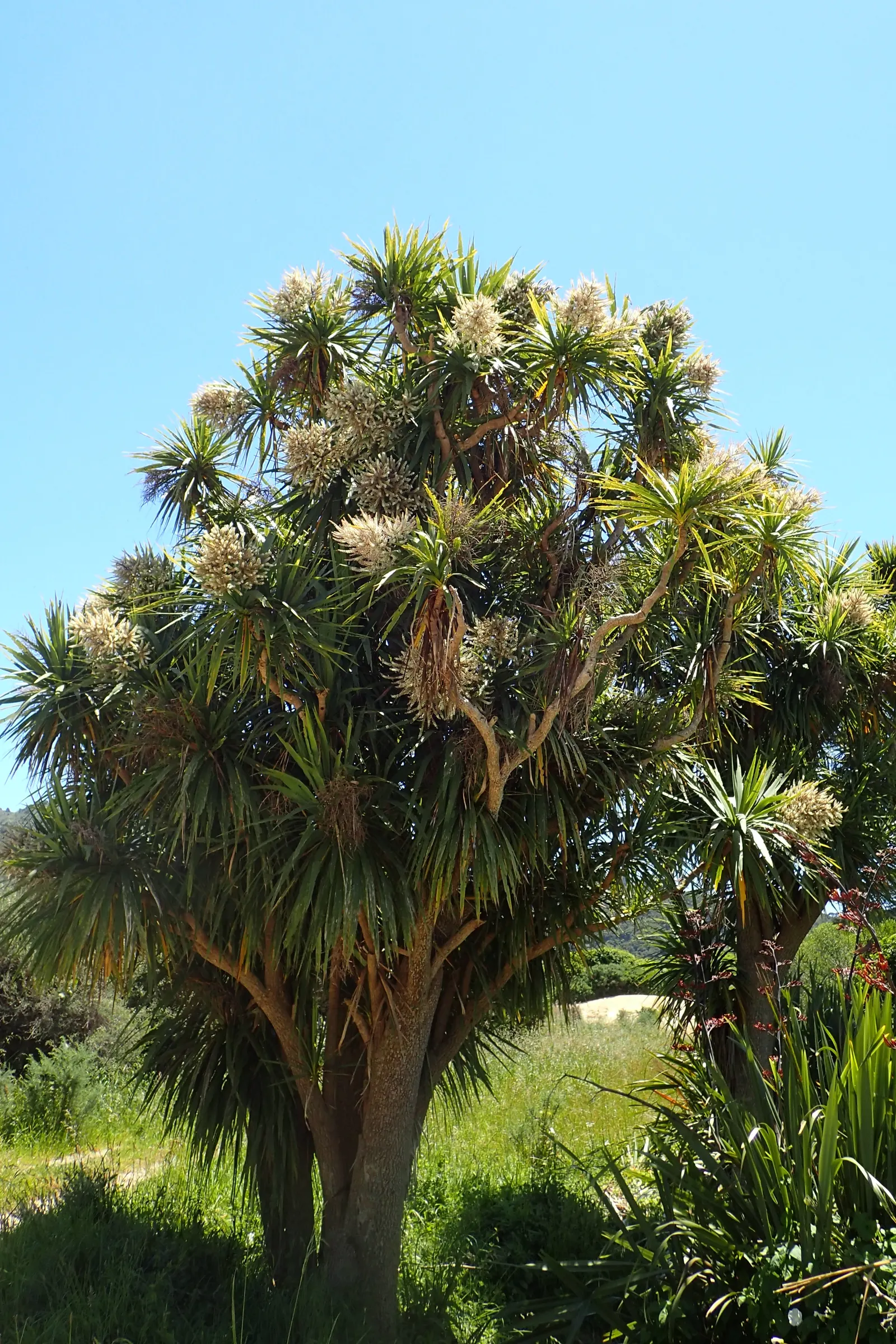 Australian Dracaena (Cordyline Australis) — Drought tolerance increases with maturity; white flowers in the garden, image 103