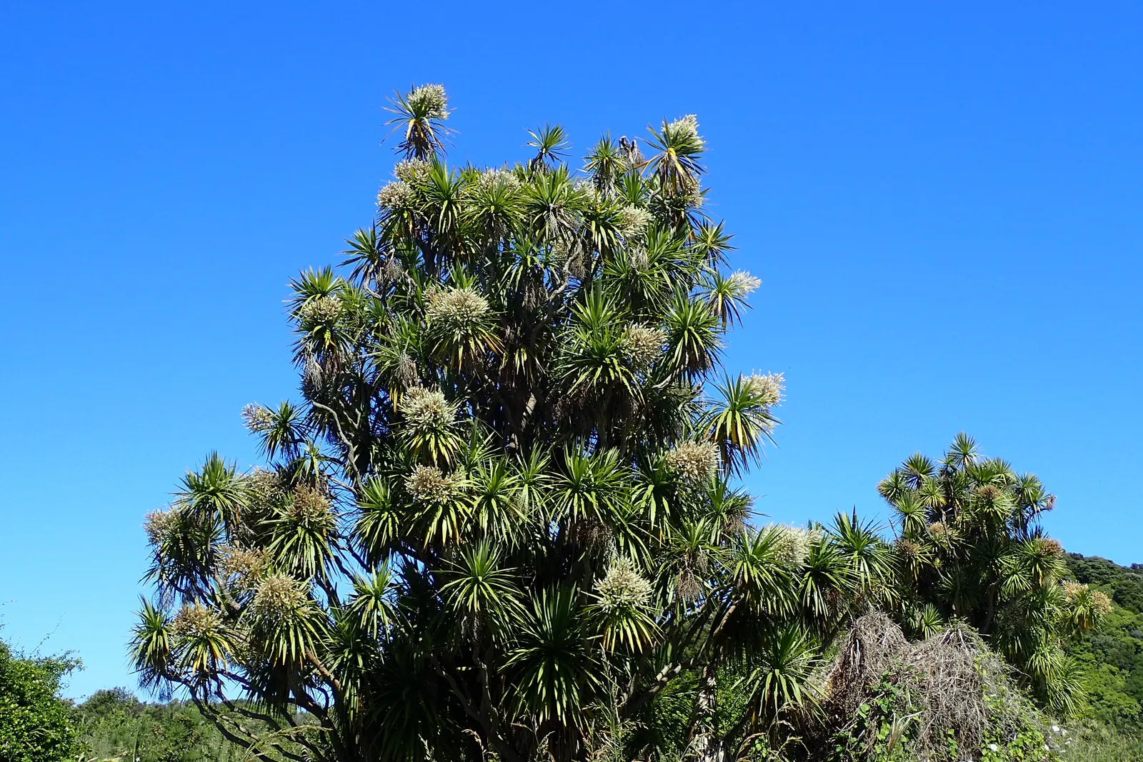 Australian Dracaena (Cordyline Australis) — sweetly-scented flowers that are a magnet for a variety of pollinators