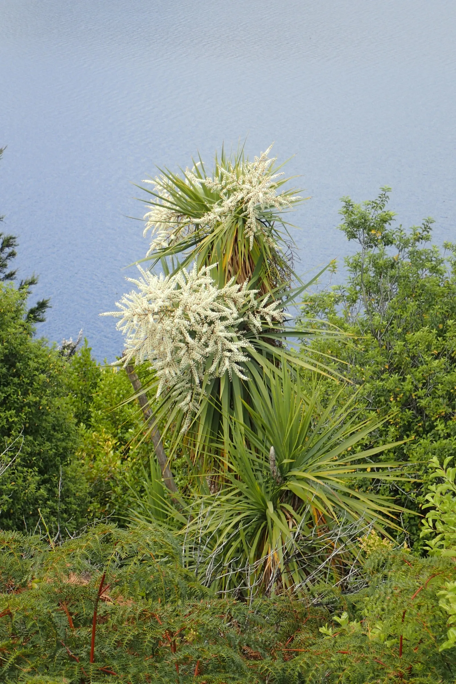 Australian Dracaena (Cordyline Australis) — tree for full; best suited as a focal point or grouped to create a dramatic effect, image 96