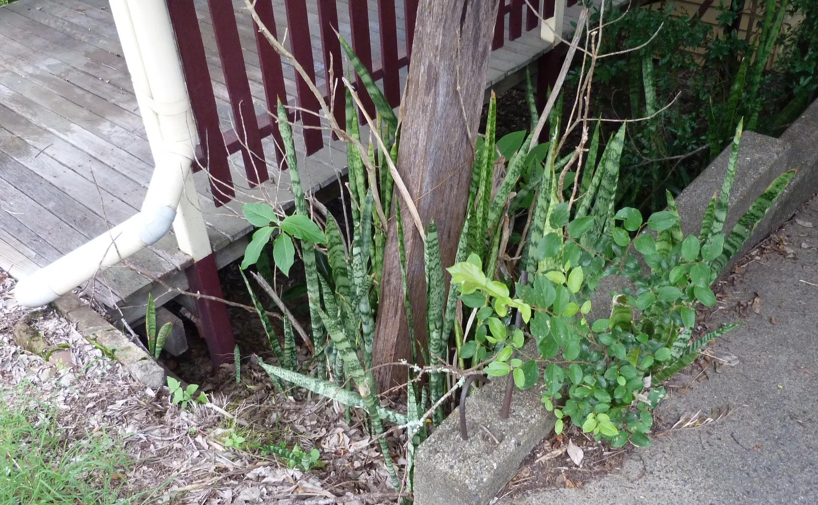 Australian Dracaena (Cordyline Australis) — producing panicles of white; and can extend about 2 to 3 feet in length and about 3 to 4 inches in width, image 64