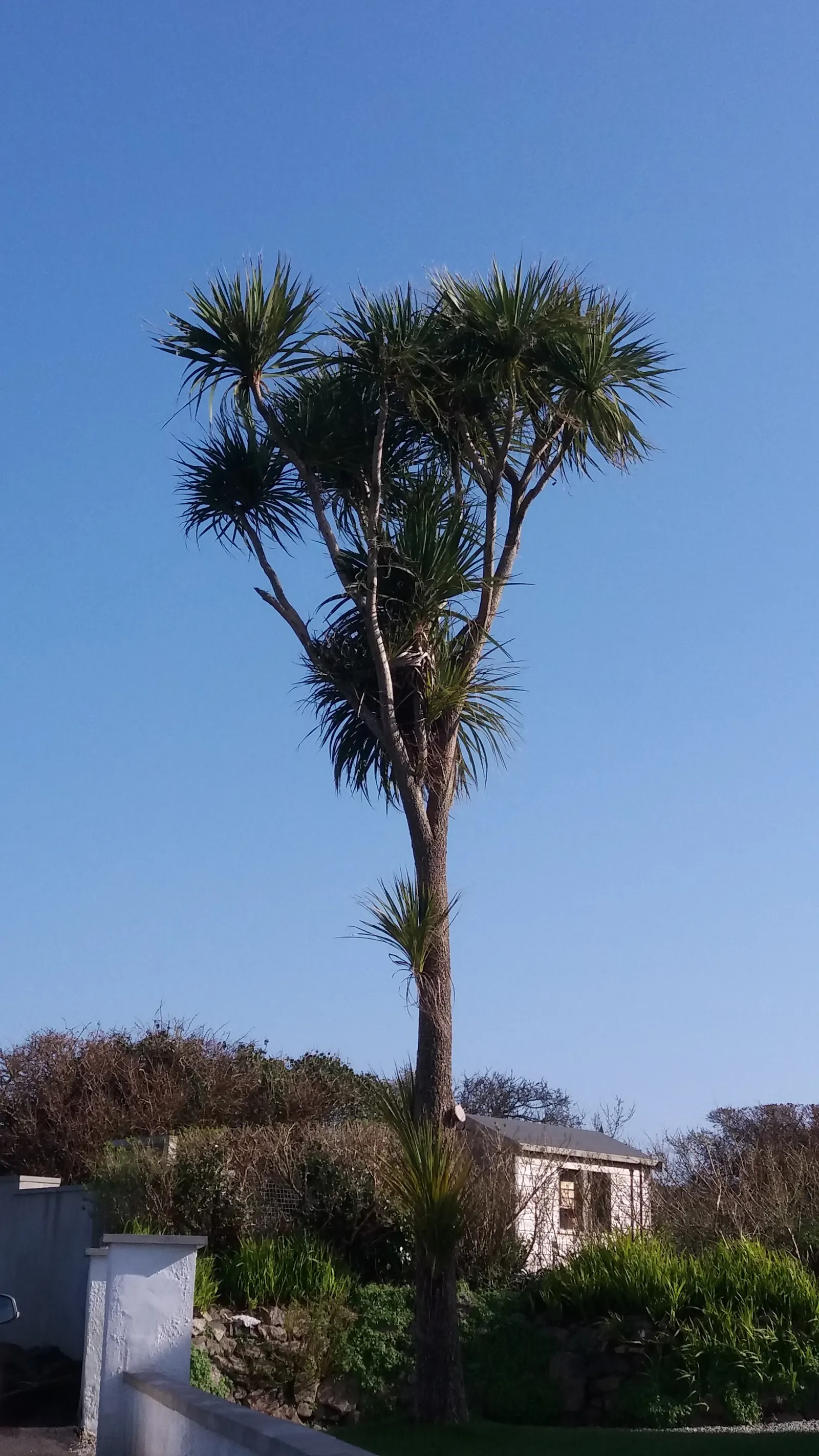 Australian Dracaena (Cordyline Australis) — bringing striking vertical interest to any landscape design; the Australian Dracaena is reasonably, image 82