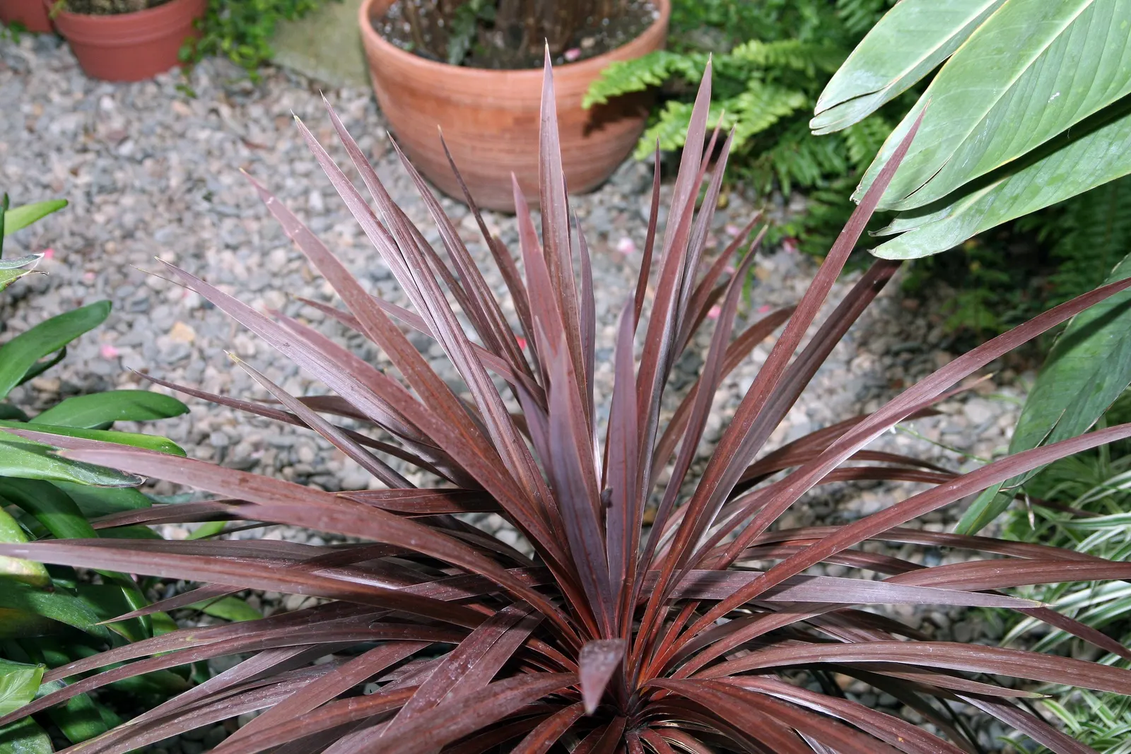 Australian Dracaena (Cordyline Australis) — Architecturally impressive; it thrives in a range of soil types, provided they are well-draining, image 51