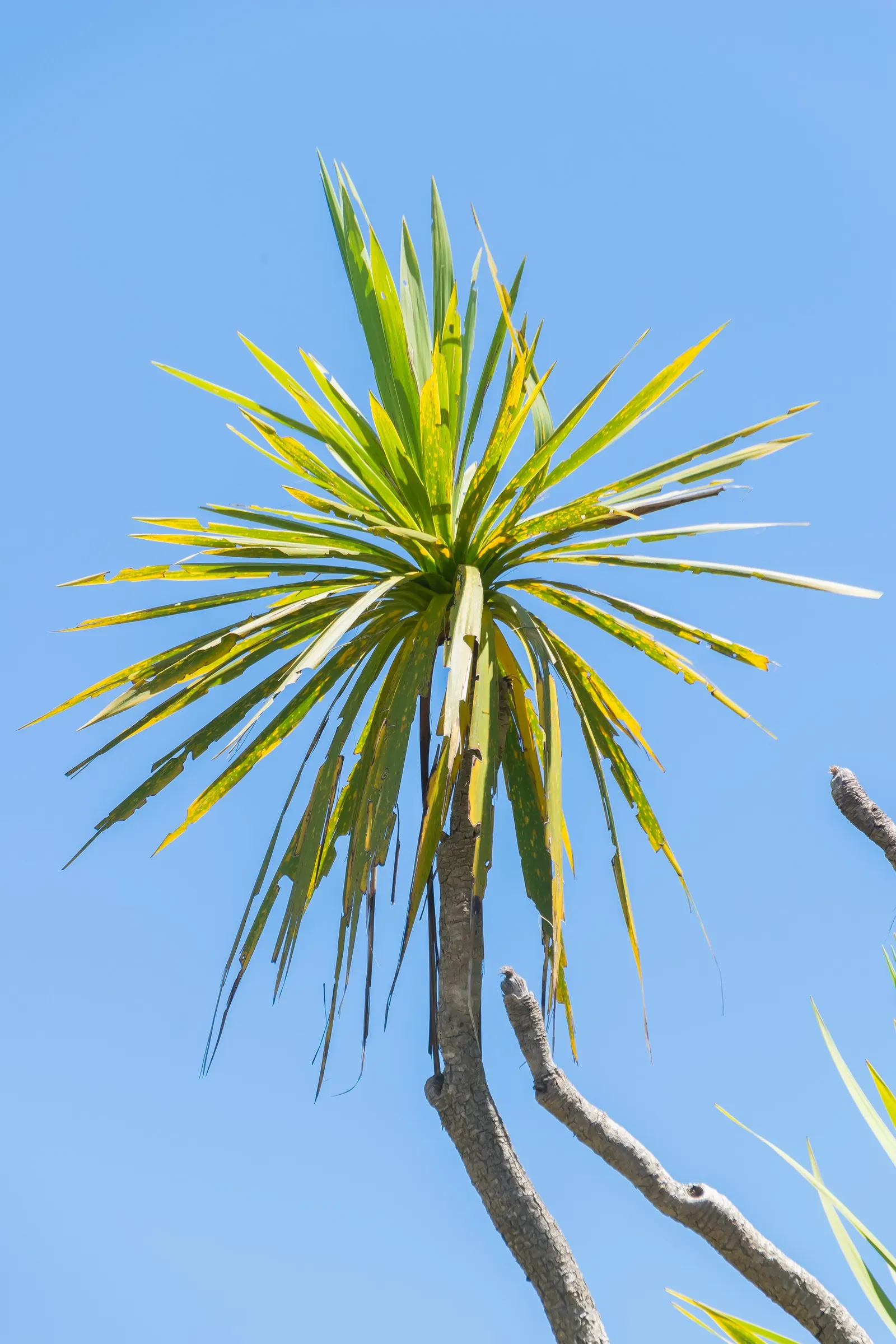 Australian Dracaena (Cordyline Australis) — Hardy to USDA Zone 9, it thrives in full sun to part shade and requires well-drained soil