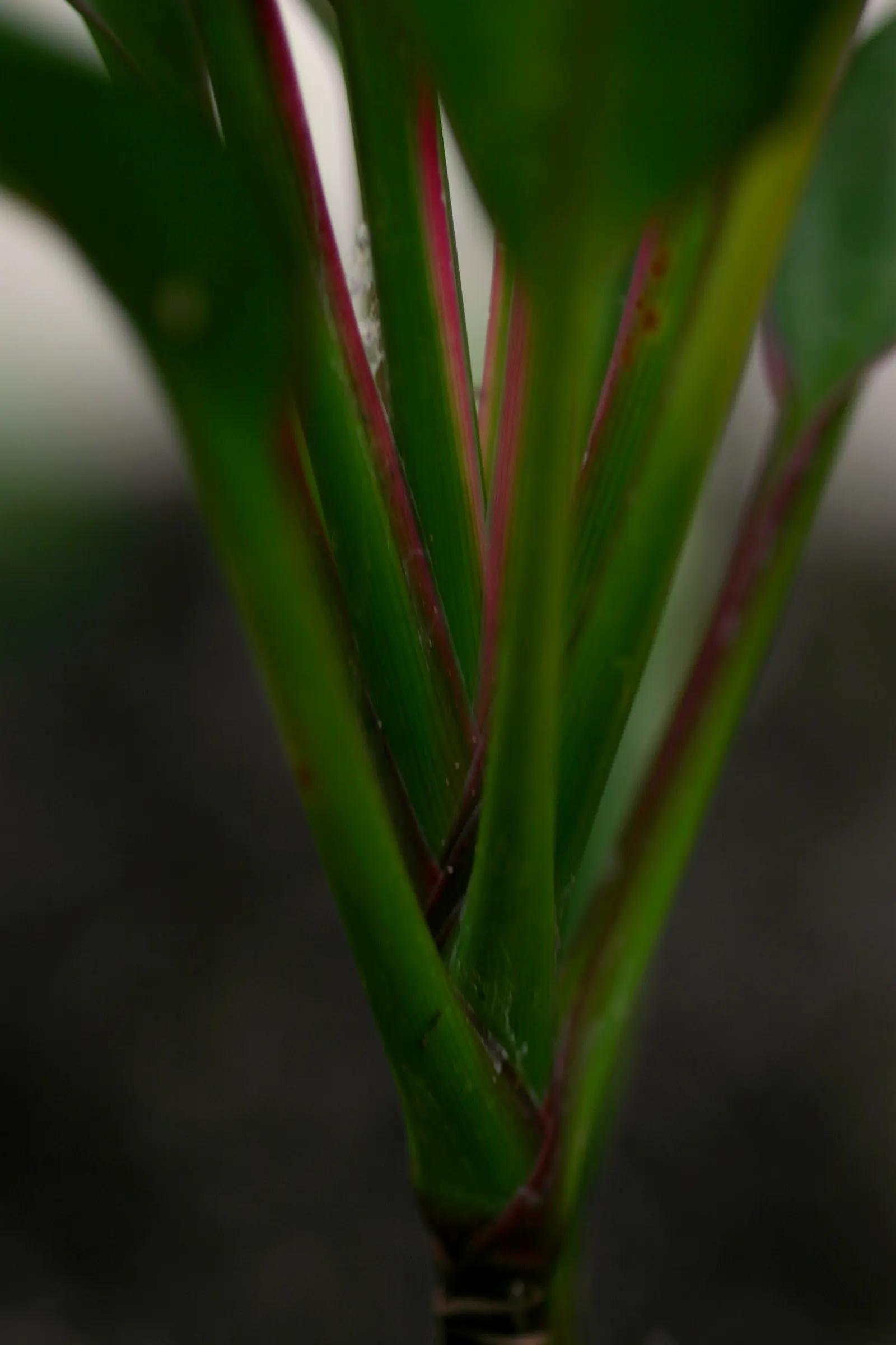 Australian Dracaena (Cordyline Australis) — scientifically known as Cordyline australis and commonly referred to as the Cabbage Tree