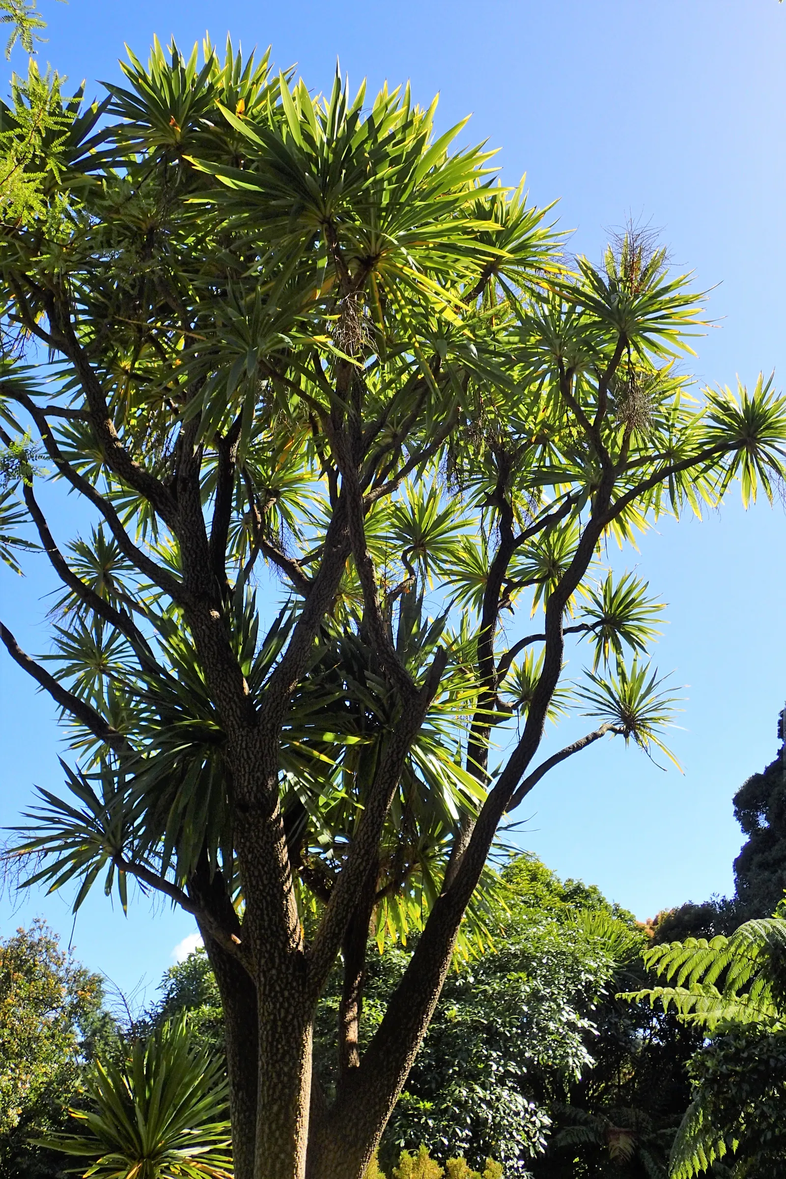 Australian Dracaena (Cordyline Australis) — tree for full