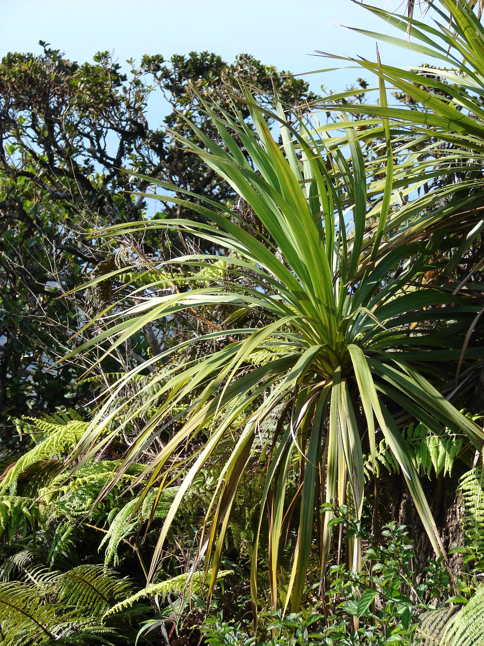 Australian Dracaena (Cordyline Australis) — sweetly-scented flowers that are a magnet for a variety of pollinators; consider its height and, image 65