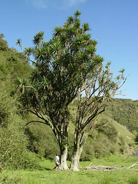 Australian Dracaena (Cordyline Australis) — Hardy to USDA Zone 9, it thrives in full sun to part shade and requires well-drained soil; giving a, image 102