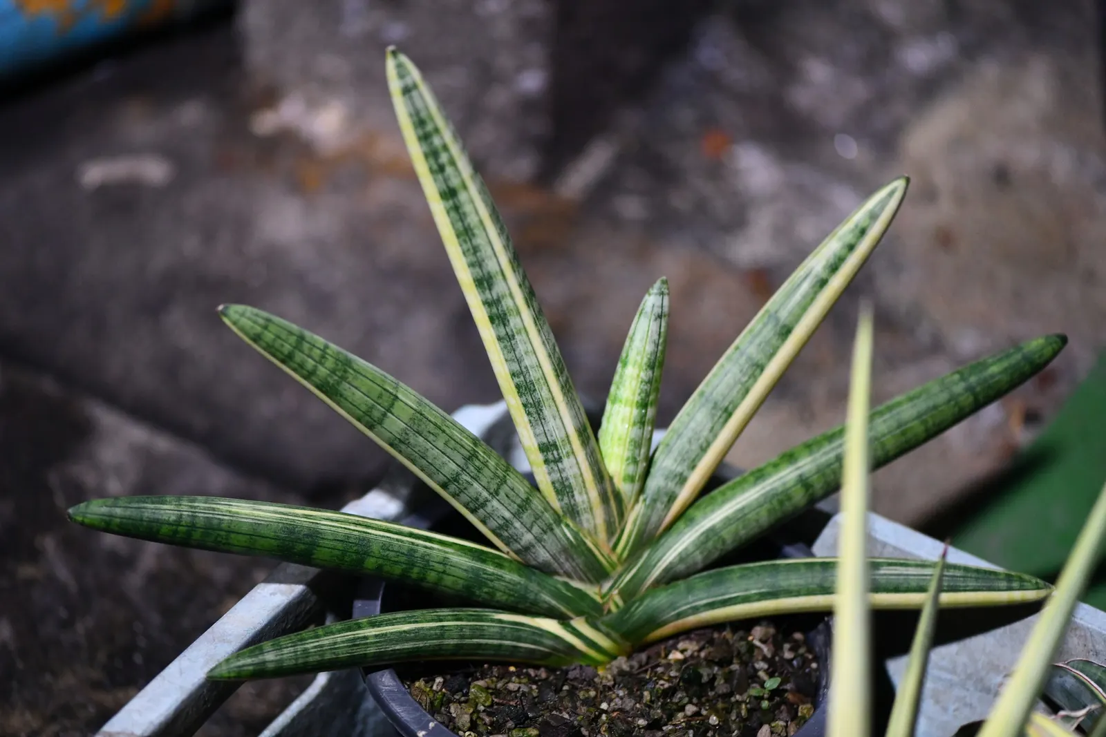 Australian Dracaena (Cordyline Australis) — Hardy to USDA Zone 9, it thrives in full sun to part shade and requires well-drained soil; giving a palm-like