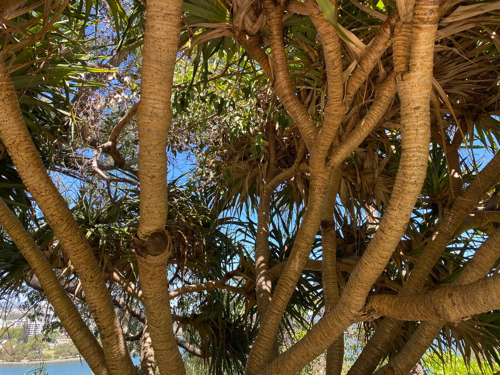 Australian Dracaena (Cordyline Australis) — its sword-shaped leaves create dense bunches atop slender trunks; the Australian Dracaena, or Cordyline, image 76