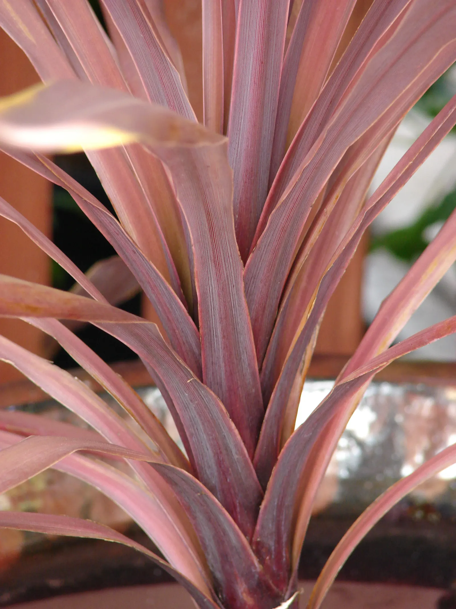 Australian Dracaena (Cordyline Australis) — blade-like leaves gracefully emanate from the top of the trunk