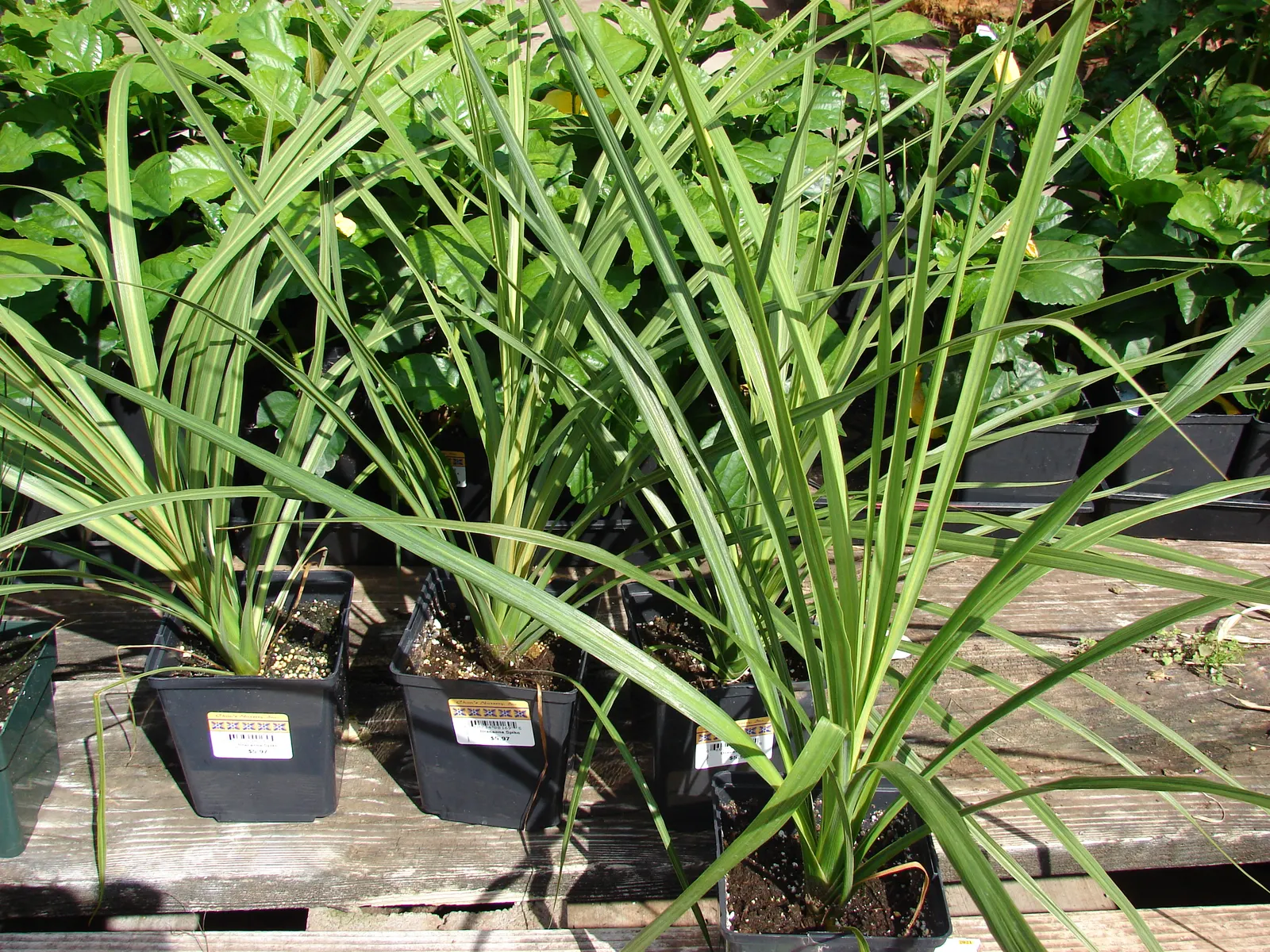 Australian Dracaena (Cordyline Australis) — tree for full; best suited as a focal point or grouped to create a dramatic effect