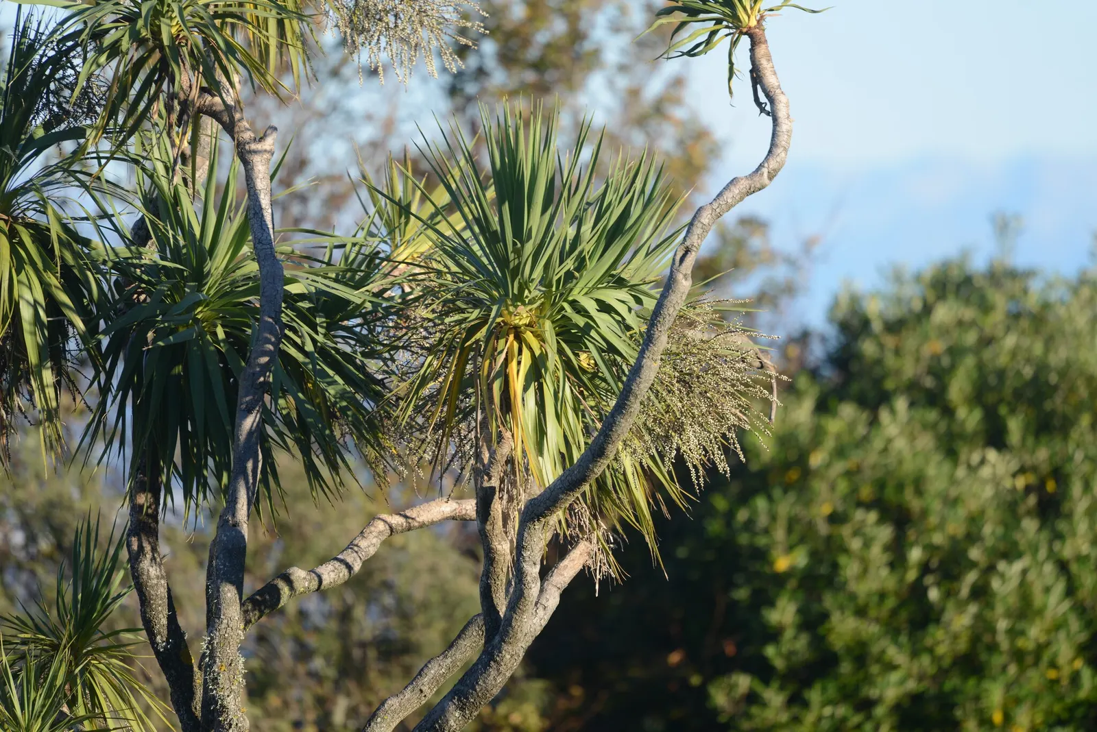 Australian Dracaena (Cordyline Australis) — white flowers in the garden; drought tolerance increases with maturity, image 70