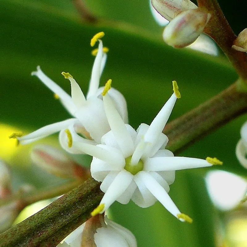 Australian Dracaena (Cordyline Australis) — is an evergreen species that hails from New Zealand; these leaves are typically deep green, image 81