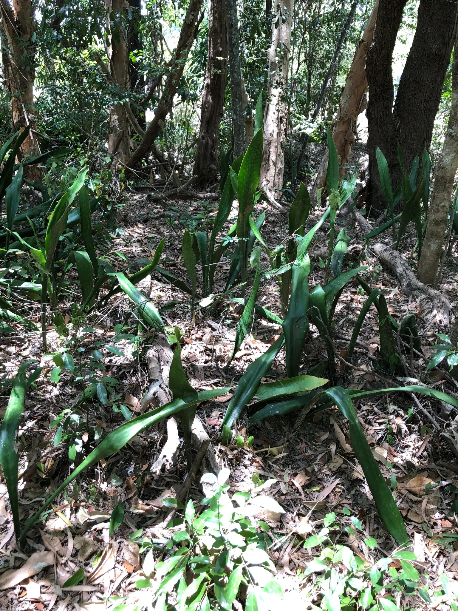 Australian Dracaena (Cordyline Australis) — tree with white blooms; the leaves' arching nature forms an elegant canopy approximately 6 to 10 feet wide at