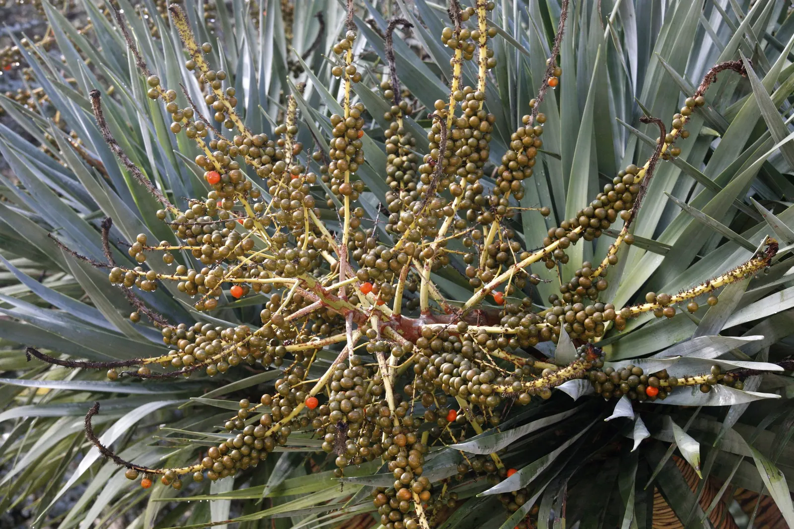 Australian Dracaena (Cordyline Australis) — sweetly-scented flowers that are a magnet for a variety of pollinators; consider its height and architectural form