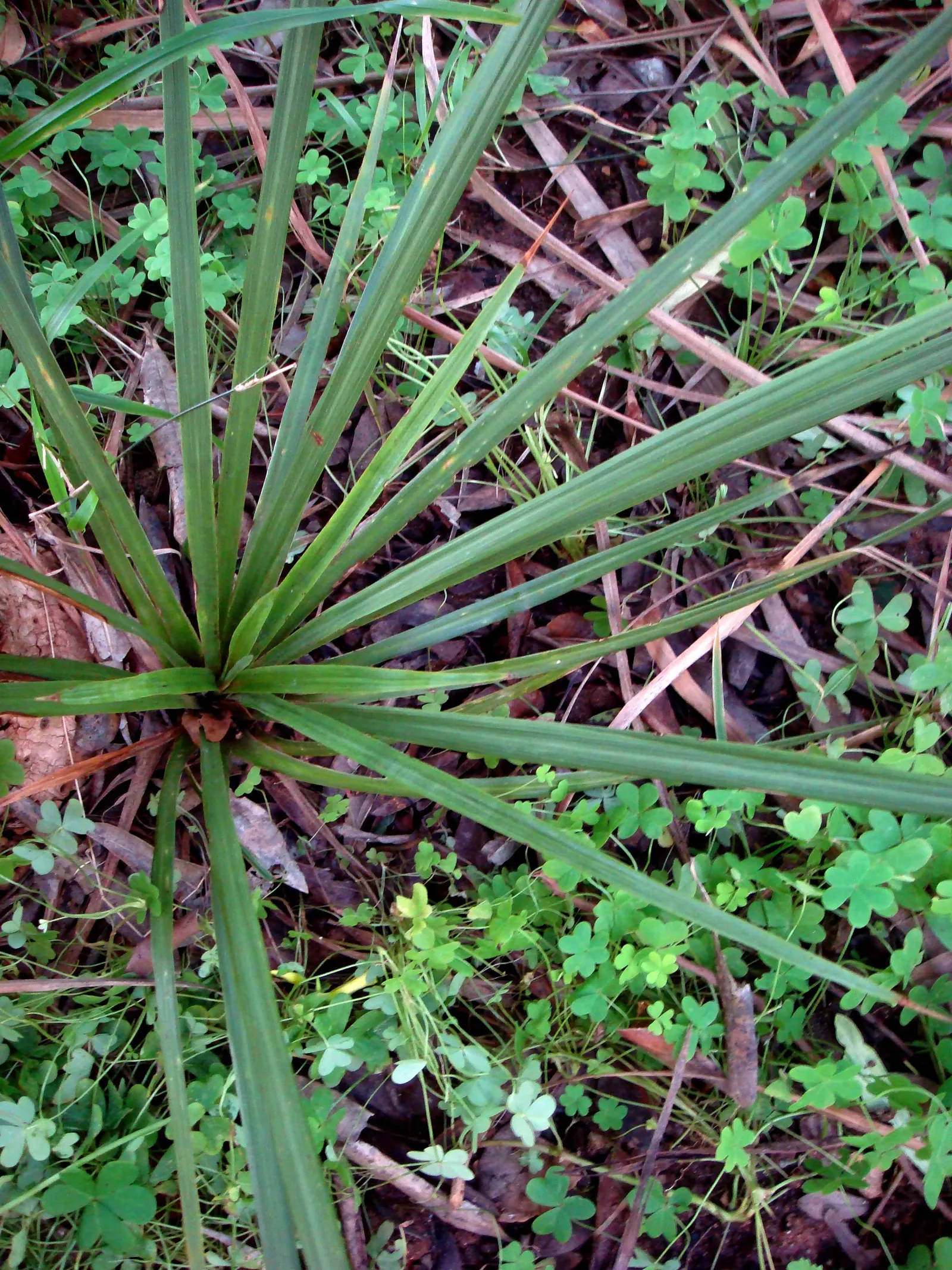 Australian Dracaena (Cordyline Australis) — blade-like leaves gracefully emanate from the top of the trunk; mature specimens can reach heights of 20 to 33 feet