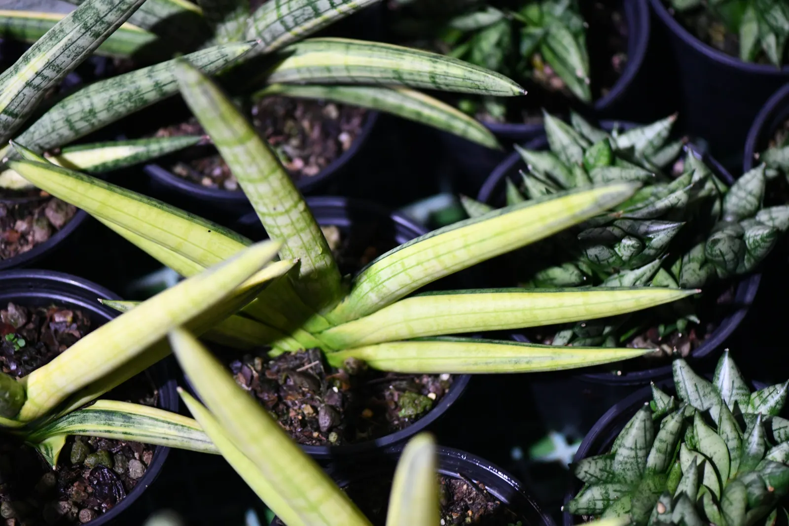 Australian Dracaena (Cordyline Australis) — The leaves' arching nature forms an elegant canopy approximately 6 to 10 feet wide at maturity; tree with white