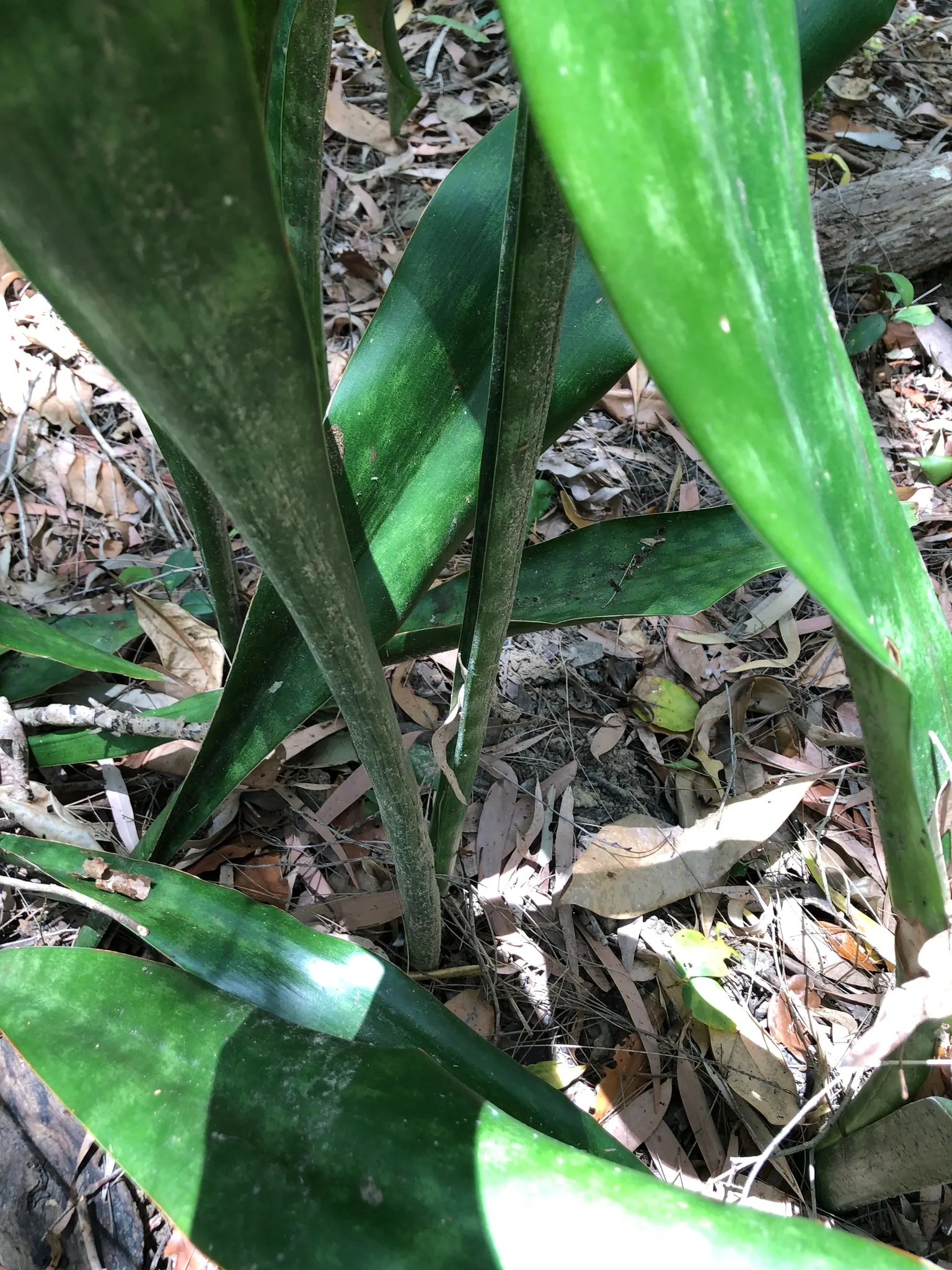 Australian Dracaena (Cordyline Australis) — producing panicles of white; and can extend about 2 to 3 feet in length and about 3 to 4 inches in width