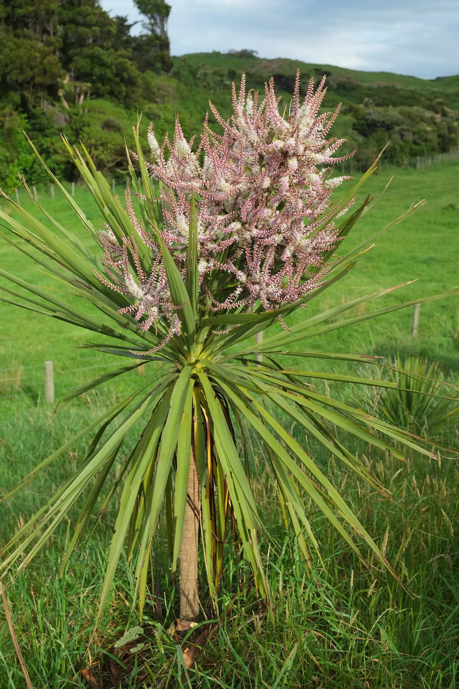 Australian Dracaena (Cordyline Australis) — tree for full; best suited as a focal point or grouped to create a dramatic effect, image 72