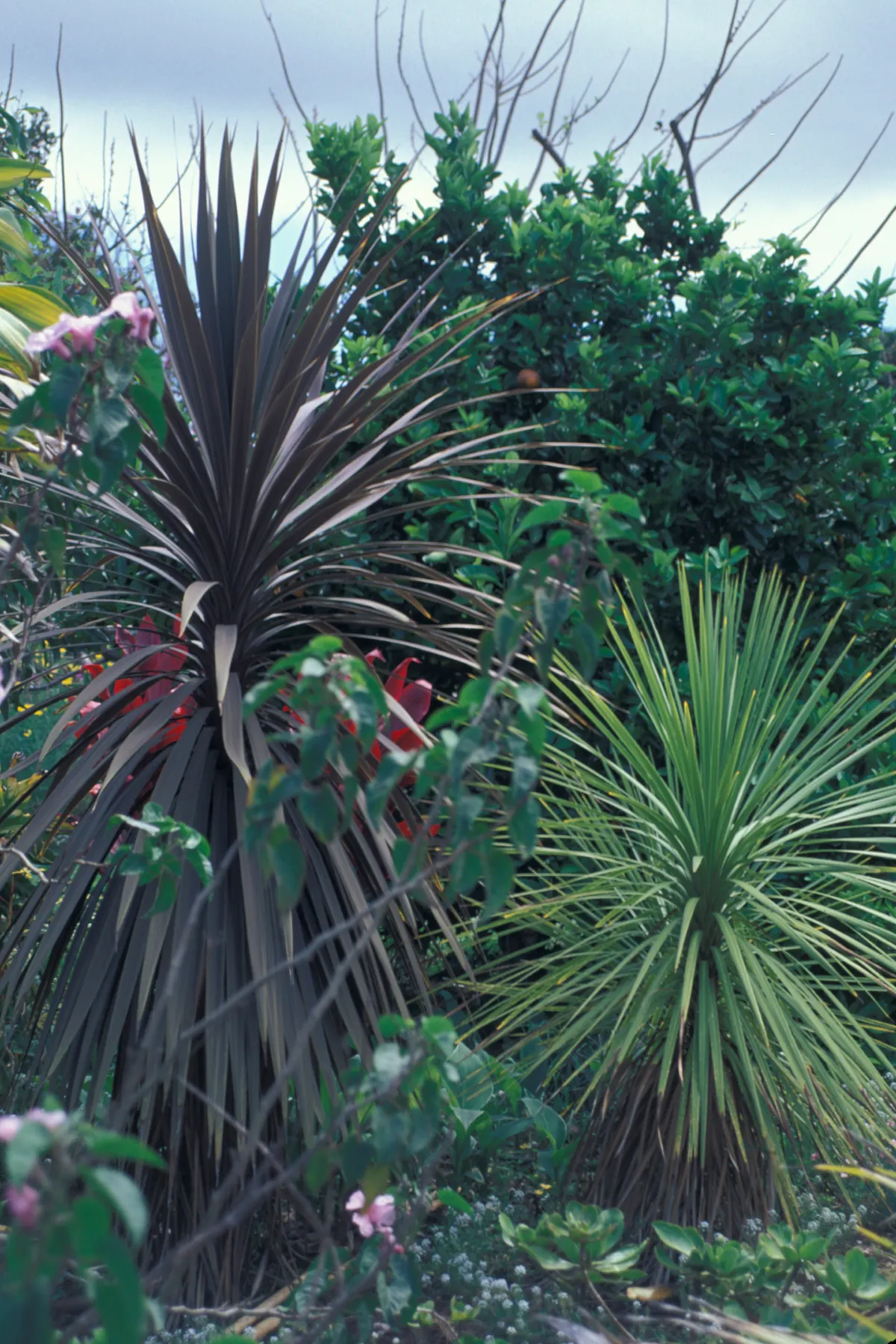 Australian Dracaena (Cordyline Australis) — bringing striking vertical interest to any landscape design
