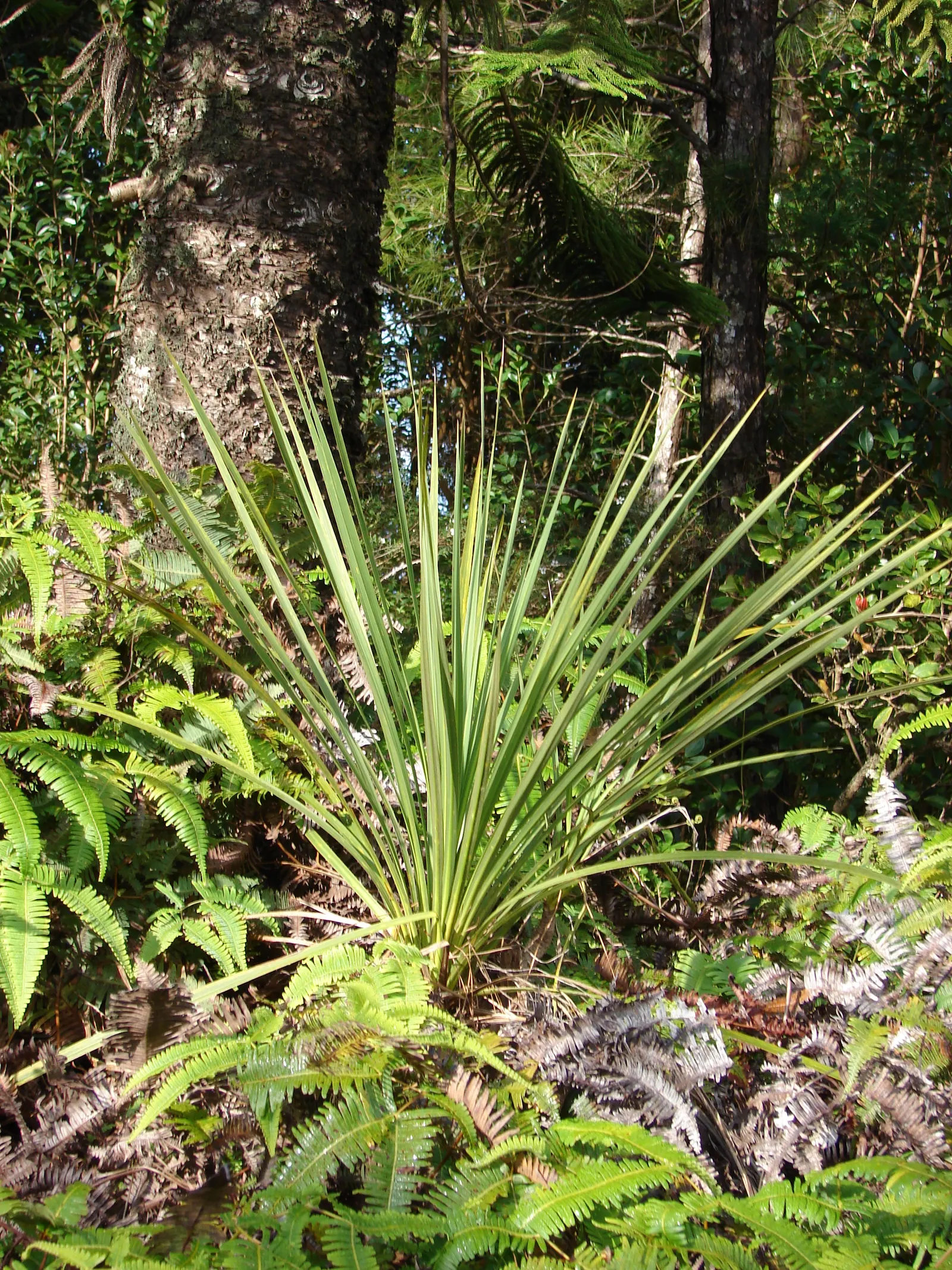 Australian Dracaena (Cordyline Australis) — consider its height and architectural form
